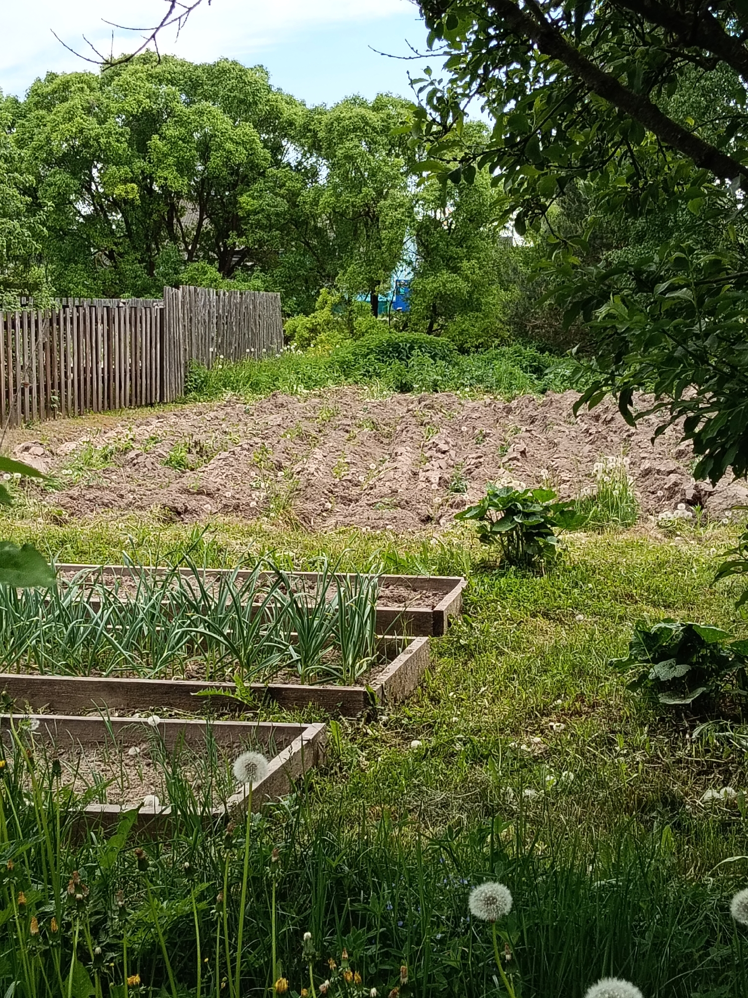 The image shows a garden in Красный Маяк, Russia. In the foreground are two wooden-framed raised garden beds. The front bed appears mostly empty, while the back bed contains rows of green, leafy plants, likely onions or garlic. The midground shows tilled soil, probably for planting. A weathered wooden fence is visible behind the tilled area, along with lush green trees and vegetation. The foreground is filled with green grass and dandelions, both in flower and seed. Overhanging branches with leaves are visible on the right side of the frame, creating a partial screen. The overall environment suggests a residential garden during the growing season.