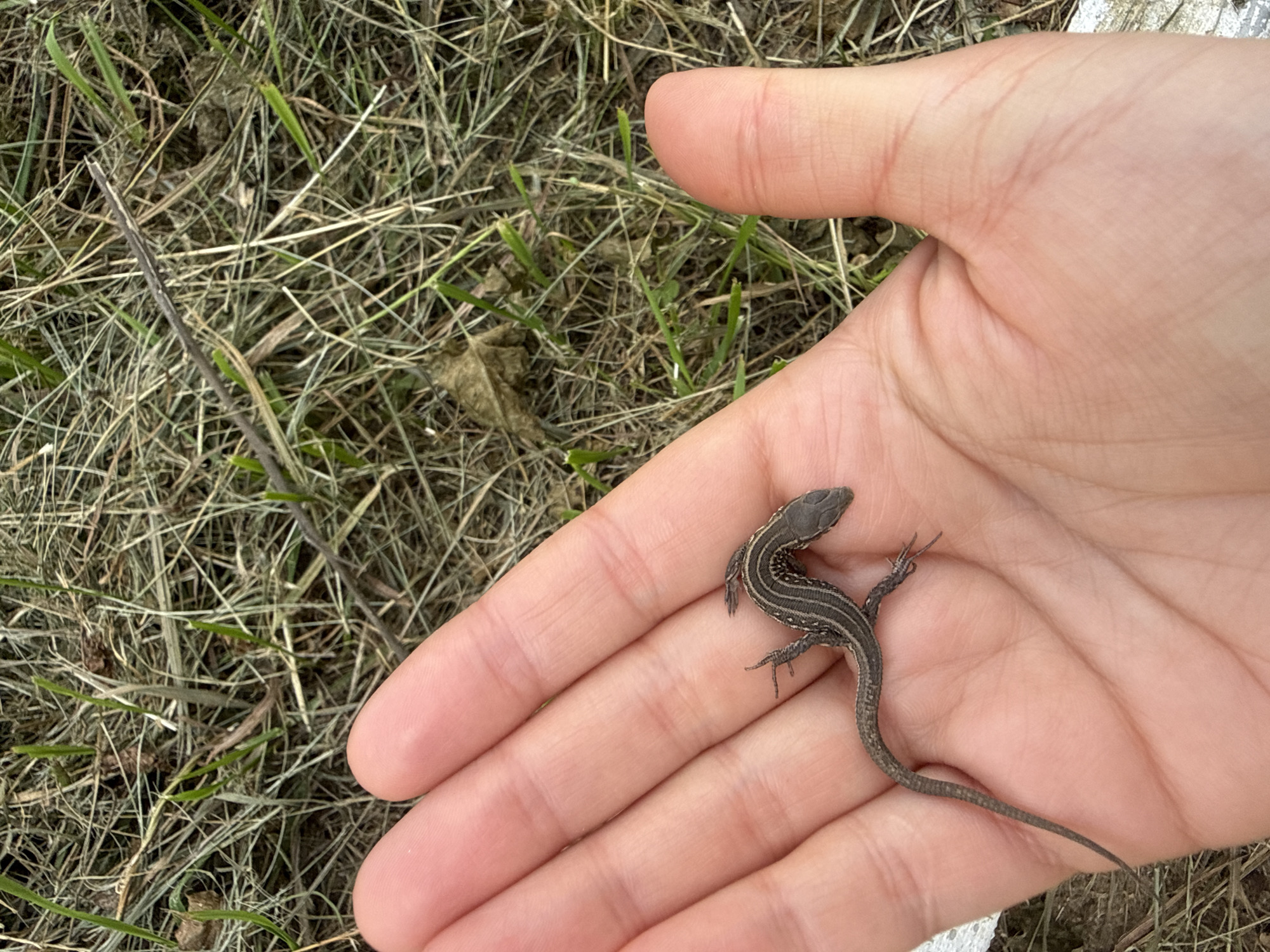 A small, dark-colored lizard with striped markings is resting on an open human hand. The hand is facing upwards, with the palm and fingers visible. The lizard is curled slightly, with its head turned to the right. The background is out of focus, showing dry grass and some green shoots, suggesting an outdoor environment. This image was taken in Chaikovsky, Russia.