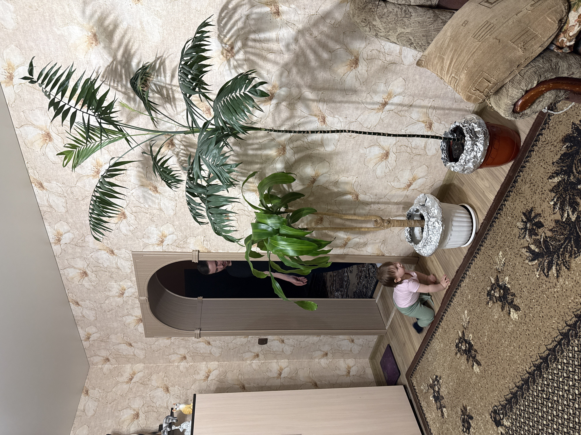 An indoor scene in Krapivka, Russia, features a child and an adult within a room furnished with plants and home decor. The room's walls are covered in light beige wallpaper with a subtle, faded floral pattern. A large, patterned brown and beige rug lies on a light wooden floor, with a sofa and cushions visible on the right.
Two prominent potted plants are in the foreground. A very tall, slender plant with dark green, palm-like fronds casts distinct shadows on the wallpaper. Its earthy-red pot is topped with crumpled aluminum foil, and a dark support stake runs along its main stem. Next to it is a smaller plant with broad, vibrant green leaves in a white pot, also covered with aluminum foil.
A young child, appearing to be a toddler, dressed in a pink top and green pants, is sitting or kneeling on the wooden floor near the rug, looking towards the plants or an arched wooden doorway. An adult's face and upper body are partially visible through this doorway in the background, observing the scene. The lighting suggests it is daytime. No visible text is present in the image. The setting conveys a lived-in, domestic atmosphere.