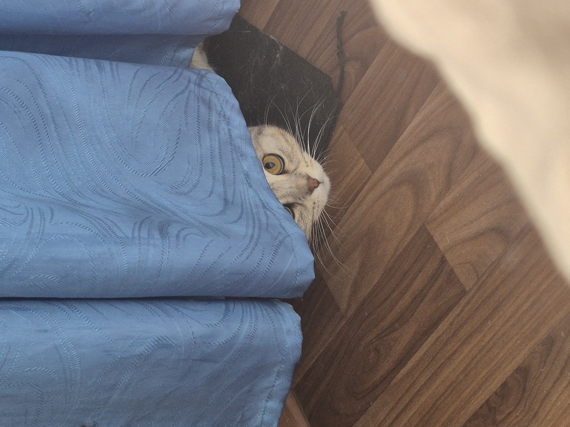 An close-up, high-angle shot captures a domestic cat peeking out from behind blue fabric next to a wooden floor in what appears to be an indoor setting in Chaikovsky, Russia.
The primary subject is the cat, which has light-colored fur, prominent white whiskers, and large, round, intensely yellow eyes with dilated pupils. Its head is partially visible, tilted slightly, with a pinkish nose and part of its mouth slightly open, suggesting an expression of surprise, curiosity, or playfulness. A dark, fuzzy object or material is visible behind the cat's head, possibly another blanket or a dark part of a hideaway.
The cat is positioned next to a piece of blue fabric, likely part of a sofa, cushion, or curtain. This fabric has a distinct patterned texture, possibly a jacquard weave, featuring swirling or wave-like motifs. The fabric is folded or draped, creating a sense of depth and providing a hiding spot for the cat.
To the right and bottom of the frame, a wooden floor is visible. The floor consists of light to medium brown planks, arranged in a diagonal pattern, possibly laminate or hardwood. There's a subtle hint of a lighter, blurred area in the top right, possibly a wall or another bright object out of focus.
The lighting is soft and even, highlighting the cat's features and the textures of the fabric and floor. No specific time of day or weather conditions can be discerned. The image captures a moment of playful interaction or observation from the cat's perspective. No visible text is present in the image.