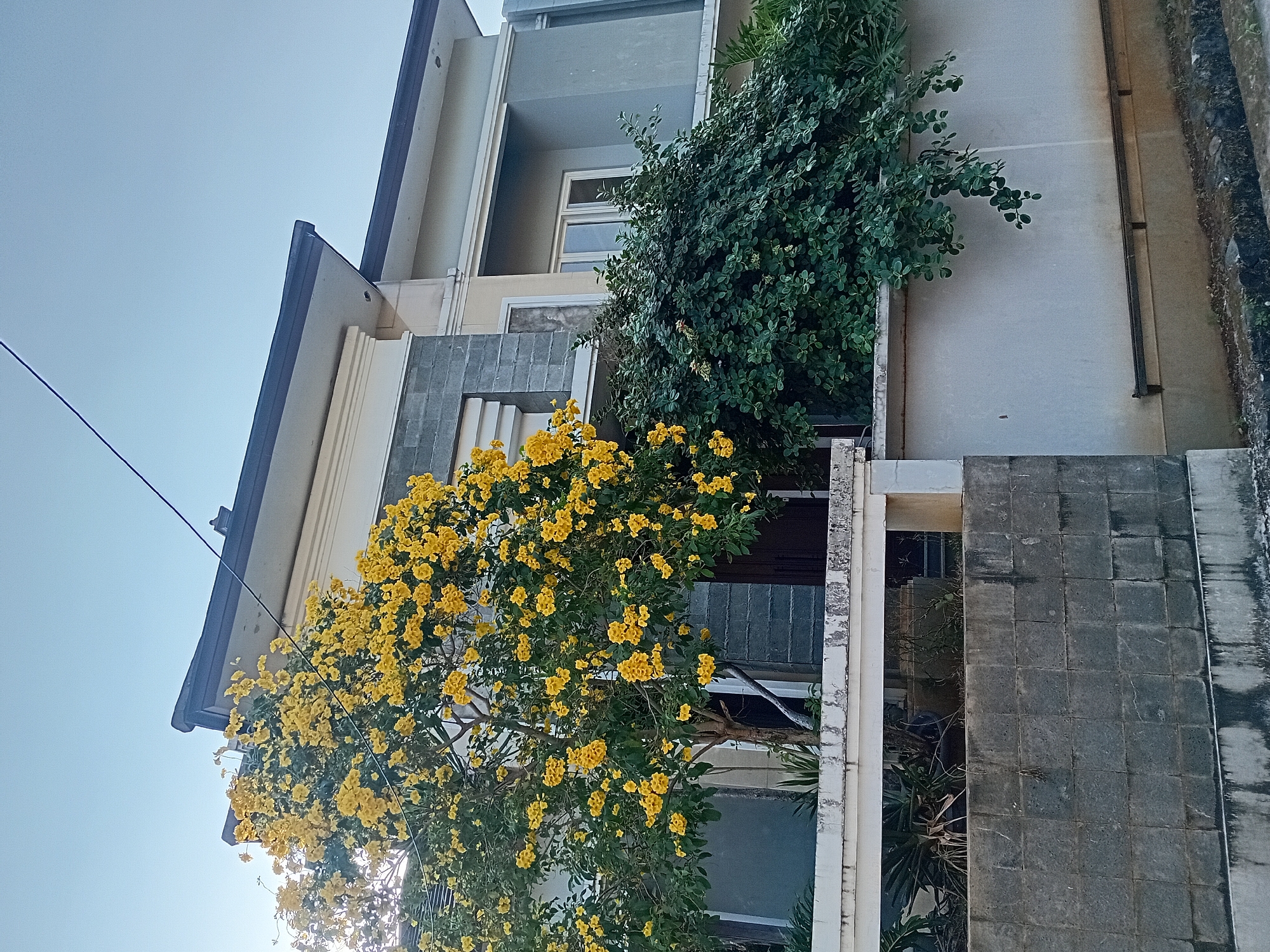 The image depicts a modern two-story house located in Gebog, Indonesia, bathed in the warm light of what appears to be early morning or late afternoon. The house features a contemporary design with a gray and white facade, accented by stone and concrete elements. Prominently in the foreground, a vibrant tree laden with bright yellow flowers stands tall, its blossoms a striking contrast against the blue sky and the house's muted colors. Lush green bushes partially obscure the lower levels of the house, creating a sense of privacy and natural integration. A gray stone wall separates the property from the street, where a dark, wet pavement suggests recent rain or a drain. The scene is devoid of any people, emphasizing the architectural elements and the natural beauty of the blooming tree.