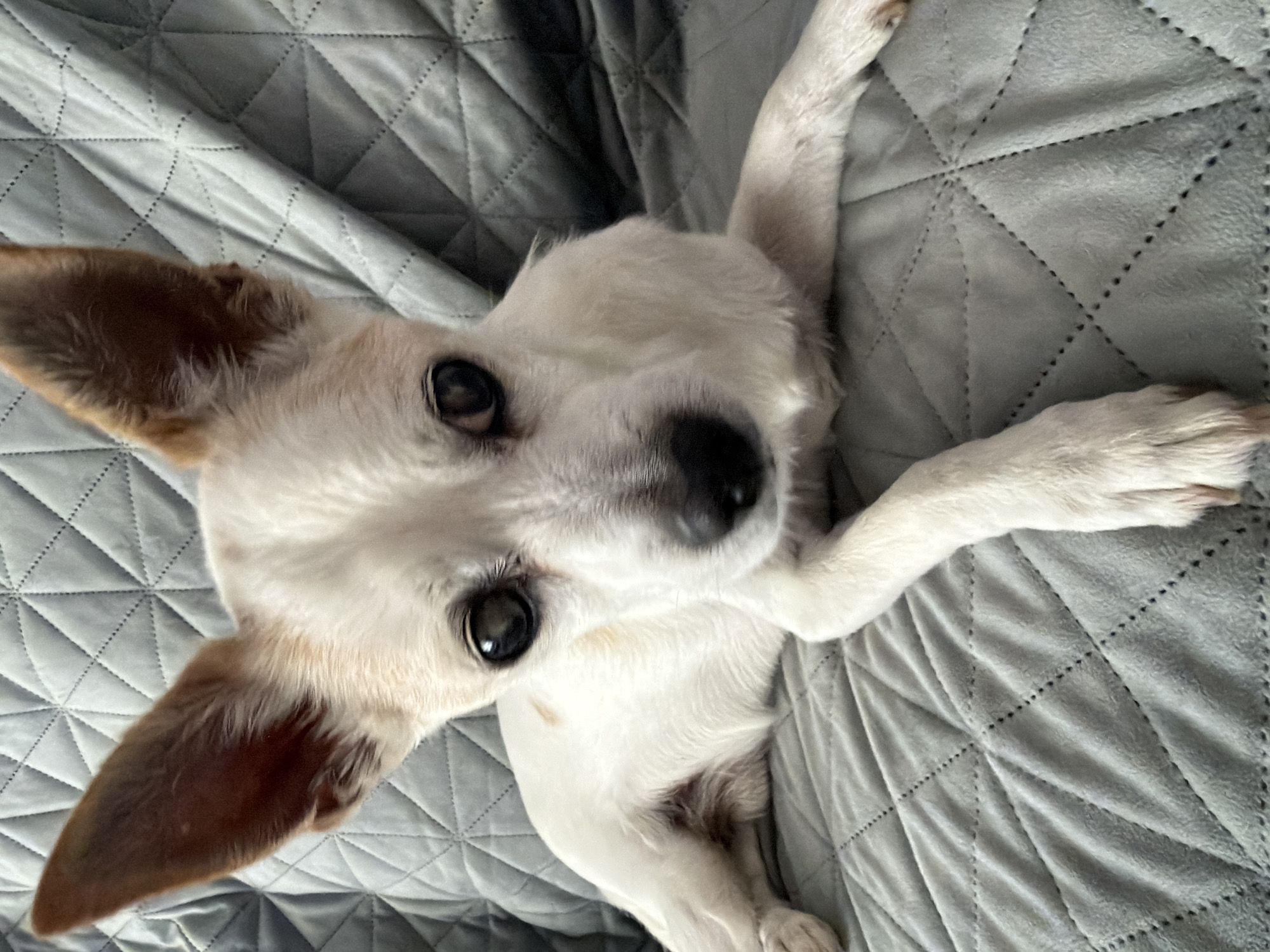 A close-up, eye-level shot shows a small white dog with tan markings on its ears and light brown spots on its body. The dog is lying on a grey quilted blanket, with its head tilted slightly and facing the camera. Its large dark eyes are looking directly at the viewer. The dog's front paws are extended forward, resting on the blanket. The background is entirely the grey quilted blanket. There are no discernible landmarks indicating a location in Burgas, Bulgaria.