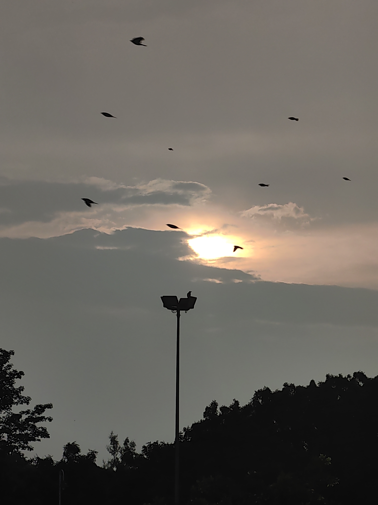 The image captures a dusk sky over Pura Raghunathpur, India, with silhouetted trees lining the lower third of the frame. A tall, dark lamppost stands prominently in the mid-ground, with two birds perched on its fixture. The sun, partially obscured by clouds, casts a warm, soft glow through the hazy sky, illuminating a bank of clouds. Numerous birds are depicted in flight against the sky, their dark silhouettes contrasting with the lighter tones of the atmosphere. The overall scene suggests a peaceful, natural setting at the end of the day.