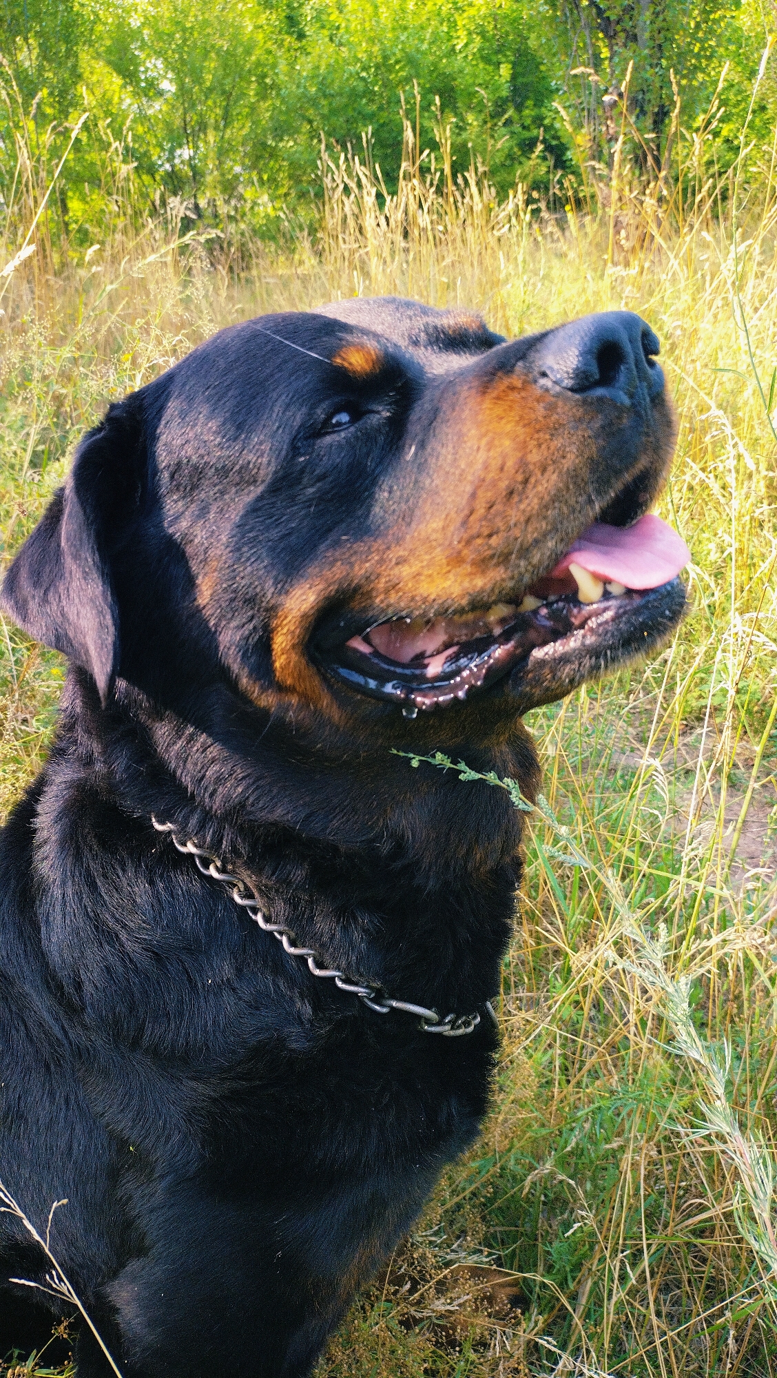 A Rottweiler dog is pictured in a field of tall, dry grass and green trees in the background. The dog is black with tan markings above its eyes and on its muzzle. It is wearing a silver chain collar. The dog's mouth is open, and its pink tongue is visible, with some saliva dripping. The dog appears to be looking up and to the right of the frame. The lighting suggests it is daytime, with sunlight casting shadows. This image was taken in Horishni Plavni, Ukraine.