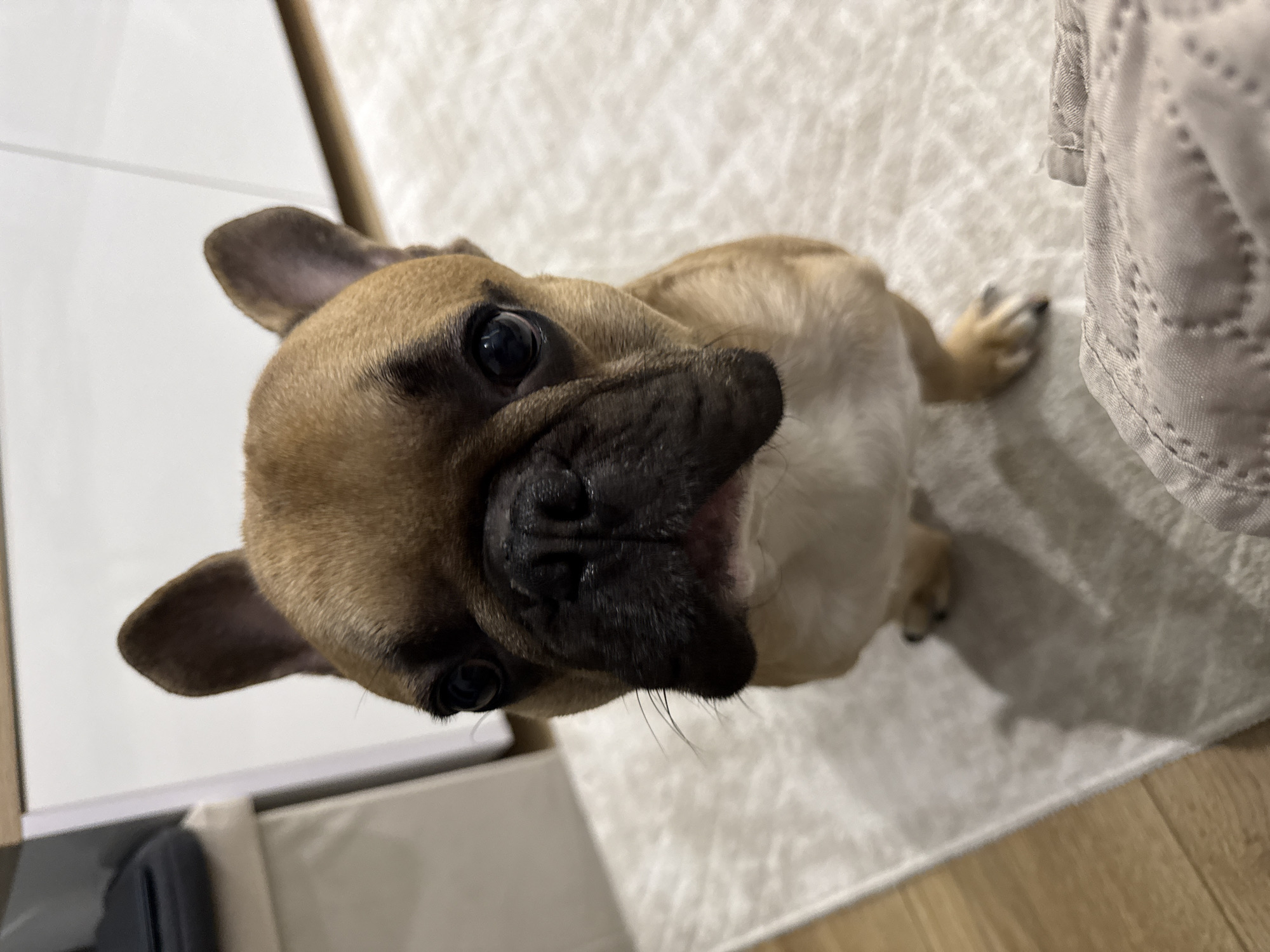 A brown French Bulldog sits on a light-colored rug indoors, looking directly at the camera. The dog's face is the primary focus, with its large dark eyes and black nose prominent. Its ears are upright. The background shows a white cabinet and wooden flooring. A textured beige fabric item is in the foreground. The scene is likely a domestic interior.