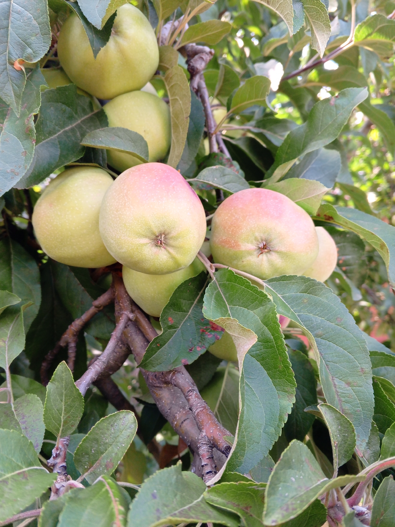 A close-up, eye-level shot captures a cluster of unripe apples hanging from a tree branch amidst lush green leaves. The apples are predominantly pale green with hints of pink blush on their skin. Several apples are in focus, showcasing their round shape and the characteristic indentation at the stem. The branches are woody and gnarled, indicating the tree's maturity. The background is a soft blur of green foliage and dappled sunlight, suggesting an outdoor setting, likely a garden or orchard. The image does not contain any people or depict any actions or interactions. There is no information that allows for the identification of the location within the city of Marhanets, Ukraine.