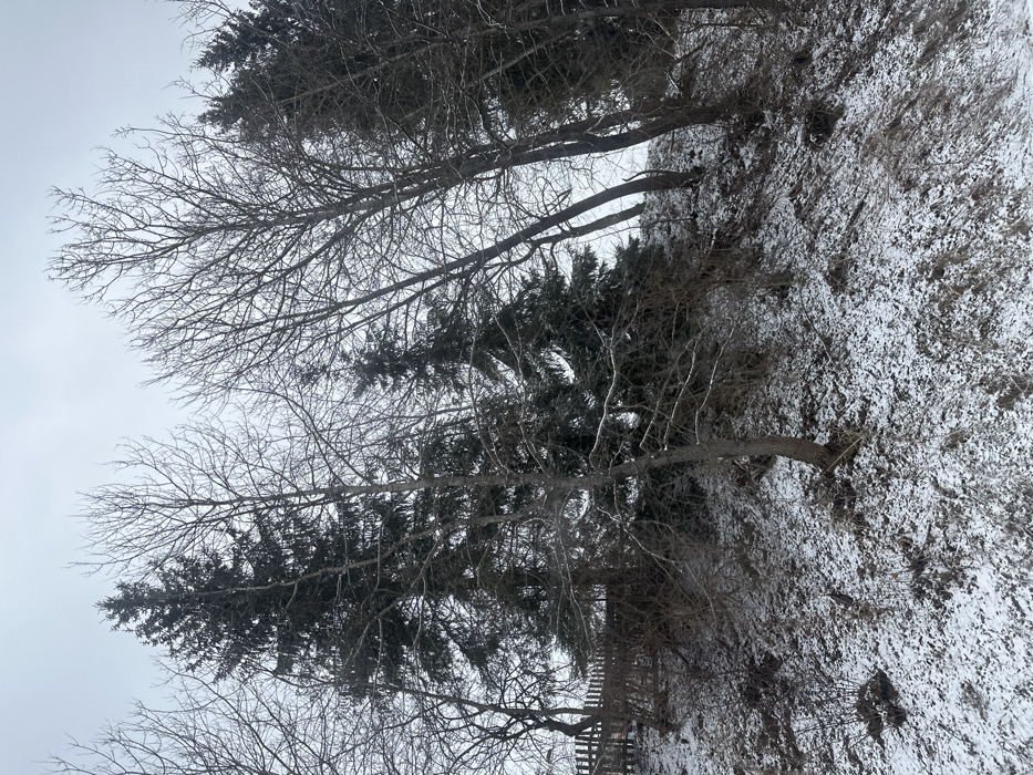This rotated vertical image captures a quiet winter landscape. When viewed upright, the scene depicts a sloping, snow-dusted hillside populated by a mix of bare deciduous trees and dark green coniferous trees under an overcast sky.
The ground on the right side of the image is covered in a light, patchy layer of snow, with darker areas of exposed earth and dry vegetation showing through. Several trees rise from this snowy terrain, their trunks and branches appearing dark against the muted sky. Prominently featured are deciduous trees with a delicate network of leafless branches extending upwards and across the frame. Interspersed among these are several coniferous trees, recognizable by their dense, dark foliage, providing a strong contrast to the bare branches. A small, dark, wooden fence-like structure is faintly visible at the bottom of the image, partially obscured by the trees and snow.
The sky, occupying the left portion of the image, is a uniform, light grey, indicating heavily overcast conditions with no visible sun. The overall atmosphere is serene and cold, characteristic of a winter day. There are no people, animals, or discernible activities taking place. No text is visible. The scene is consistent with a natural, possibly forested or hilly environment, such as Yablunytsia, Ukraine, during the winter months.