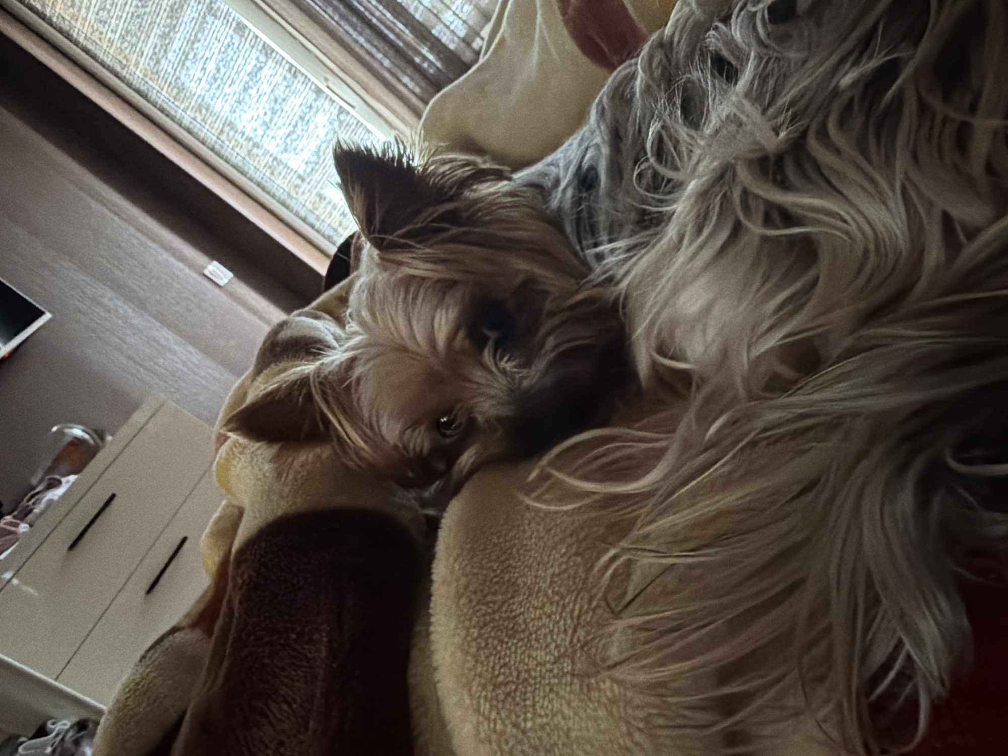 A close-up, slightly angled shot shows a small, tan and grey Yorkshire Terrier dog nestled on a tan and brown blanket. The dog's head is visible, with one ear erect and the other slightly folded. Its eyes are open, and it appears to be looking at the camera. Much of the dog's body is obscured by the blanket and its own fur.
In the background, a window with closed blinds provides some natural light. To the left, part of a white wardrobe or cabinet is visible.
The location is likely indoors, and while not explicitly verifiable, the image doesn't provide enough detail to determine if it's in Burgas, Bulgaria.
