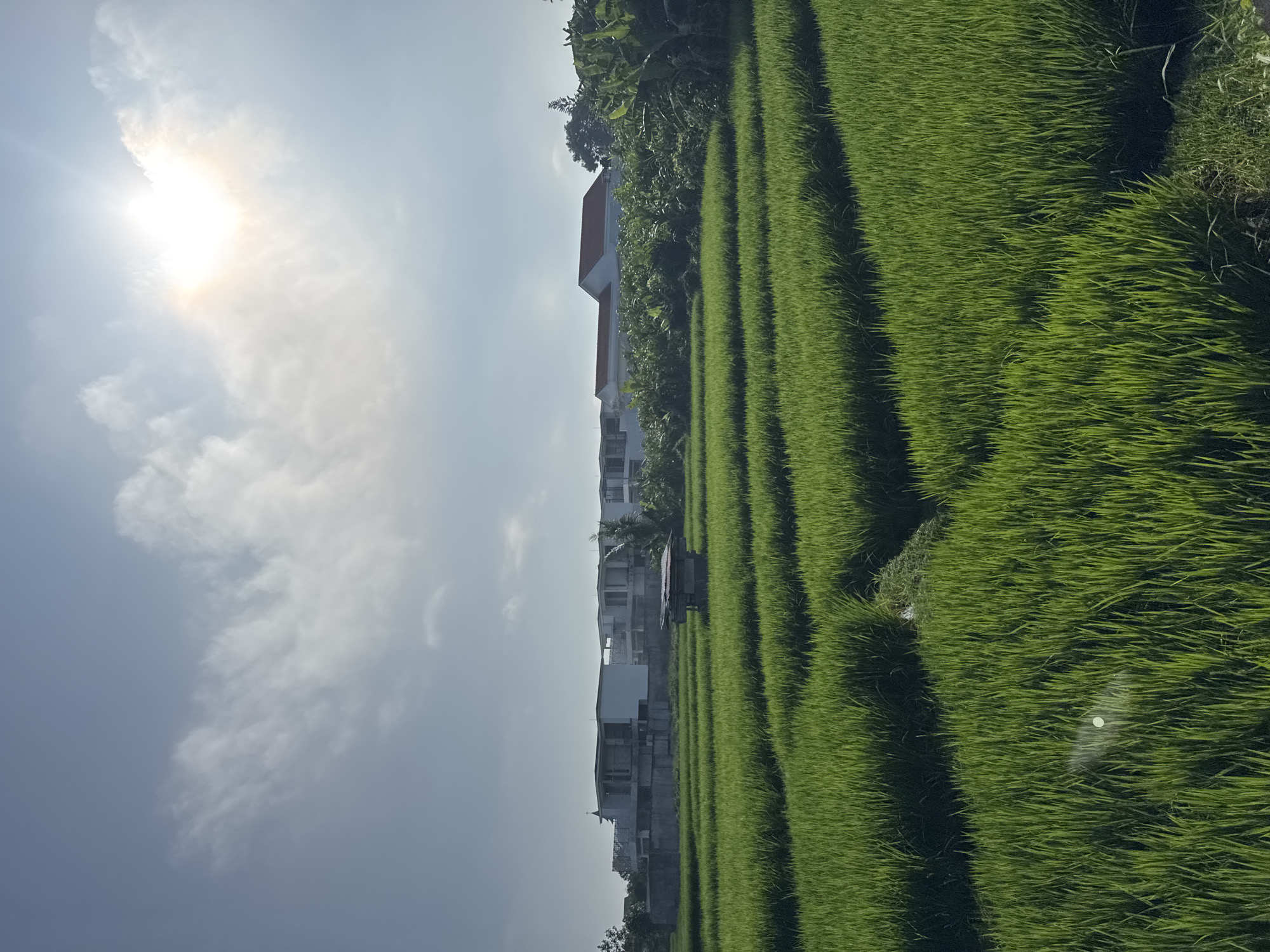 The image shows a sunlit rice paddy field in North Kuta, Indonesia. The field consists of parallel rows of lush green rice plants separated by narrow pathways. Adjacent to the field are several buildings, including multi-story structures with white facades and red tile roofs, partially obscured by trees. The sky is pale blue with the sun partially obscured by thin clouds. The scene is bathed in bright sunlight.