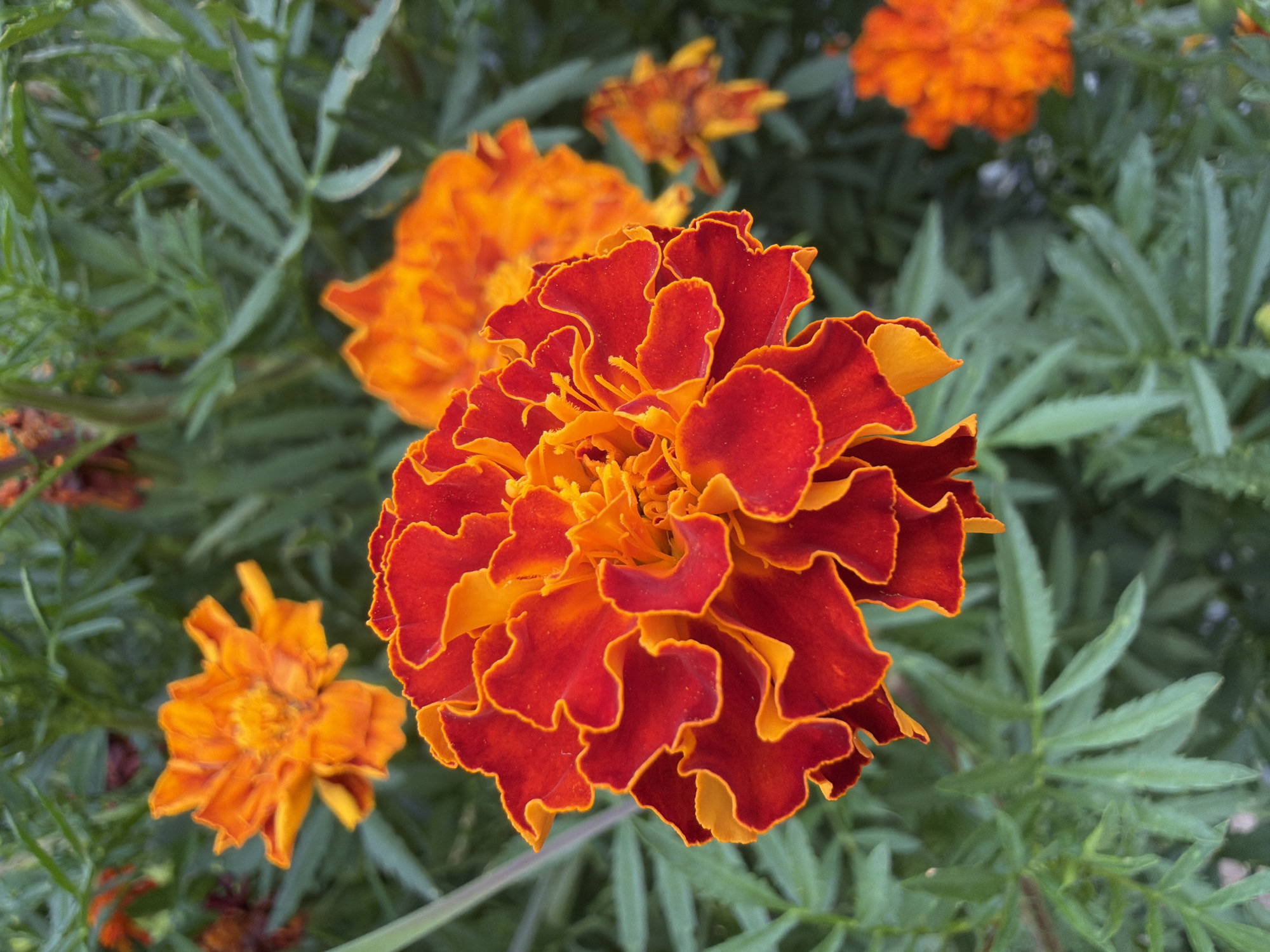 This is a close-up, eye-level, outdoor photograph of several marigold flowers. The central flower is in sharp focus and displays a vibrant gradient of red petals with orange-yellow ruffled edges. Smaller marigolds, predominantly orange, are visible in the background, some in focus and some blurred. The background is filled with lush green foliage, typical of a garden setting. The lighting appears natural, suggesting the photograph was taken during the daytime. There are no people, animals, or any signs of human activity depicted in the image. The location is unknown, but if this were Bayreuth, Germany, it might be found in a public park like the Hofgarten or a private garden.