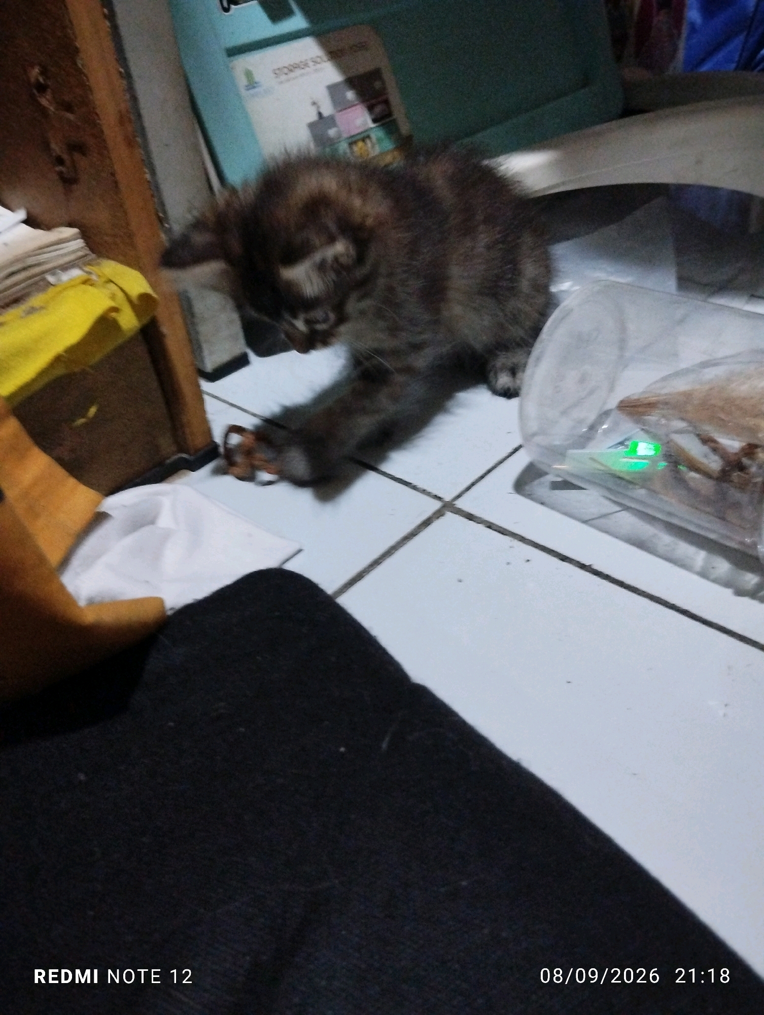 The image shows a domestic scene, likely indoors, with a kitten playing with a red string. The kitten is a tabby with dark brown and black fur. It is positioned on a tiled floor. To the left, there is a wooden structure with a stack of papers, some of which are yellow. A folded white cloth is also present. To the right, a clear plastic bag contains what appears to be dried food, with a green light source visible inside. In the background, a blue object and a light-colored shelf or cabinet with some text are visible, but blurry. The timestamp at the bottom indicates the image was taken on September 8, 2026, at 21:18. The text "REDMI NOTE 12" suggests the photo was taken with a Xiaomi Redmi Note 12 phone. There is no information in the image to suggest a specific location within the city of Bekasi, Indonesia.