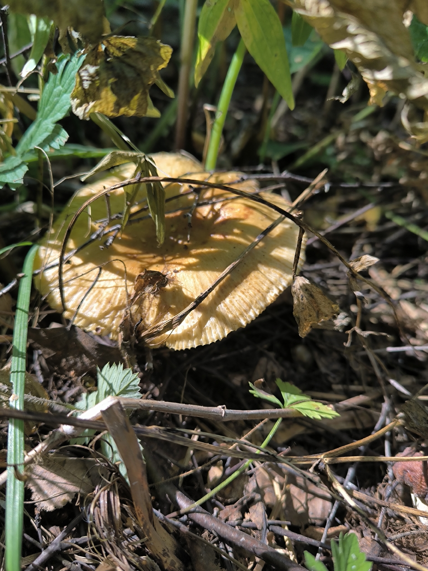 This is a close-up, low-angle photograph of a single mushroom growing among fallen leaves, twigs, and other vegetation on the forest floor. The mushroom's cap is a pale yellow to light brown color, with visible gills on its underside. The cap is partially obscured by dry leaves and thin, dark stems that cross over it. Sunlight filters through the overhead foliage, creating dappled lighting conditions and highlighting the textures of the mushroom and surrounding debris. The background is a blur of greens and browns, indicating a natural, outdoor environment. No people or animals are visible in the image. The scene appears to be located in a natural forest or wooded area, possibly within the city of Maiskii, Russia, though this specific location cannot be definitively determined from the image alone.