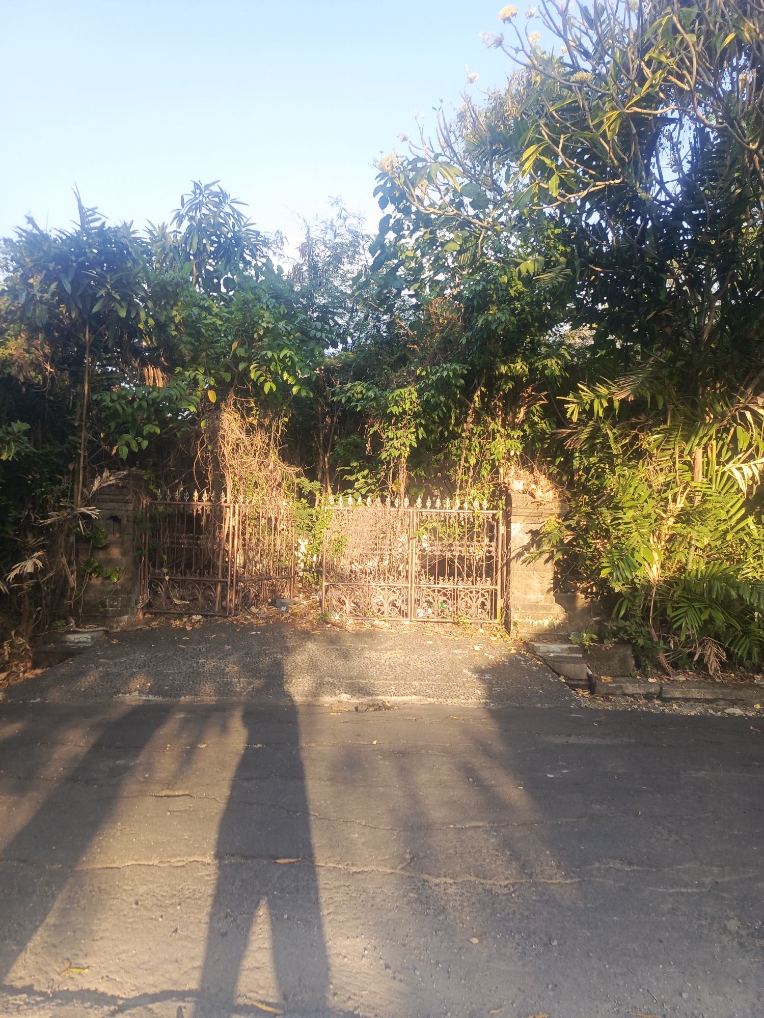 The image depicts an overgrown, rusted metal gate set against a stone wall, with dense foliage surrounding it. The gate appears to be a double-leaf entrance, with intricate scrollwork and finials. Vines and dry branches are entangled within the gate and creeping up the wall, suggesting neglect. The wall itself is constructed of rough-hewn stones.
To the left of the gate, a portion of the stone wall is visible, featuring a niche-like indentation. To the right, the foliage is particularly lush, with broad green leaves and palm-like fronds. Sunlight filters through the leaves, casting dappled shadows.
In the foreground, a cracked asphalt road runs across the image, leading towards the gate. The road is largely in shadow, but areas are illuminated by sunlight. The distinct shadow of a person, likely the photographer, is cast prominently across the road, showing a figure with outstretched arms and legs. The shadow suggests the presence of at least one person taking the photograph.
The environment appears to be outdoors, likely in a tropical or subtropical region, given the type of vegetation. The overall impression is one of an old, somewhat secluded entrance, perhaps to a private property or an abandoned lot, nestled within a verdant urban landscape. The lighting suggests it is either early morning or late afternoon.
While the image itself does not contain explicit markers of Denpasar, Indonesia, such a scene is consistent with the visual character of many older residential areas or less maintained parts of the city, where tropical vegetation thrives and sometimes overtakes architectural elements. The style of the gate and wall could also be found in historical districts or older neighborhoods within Denpasar.