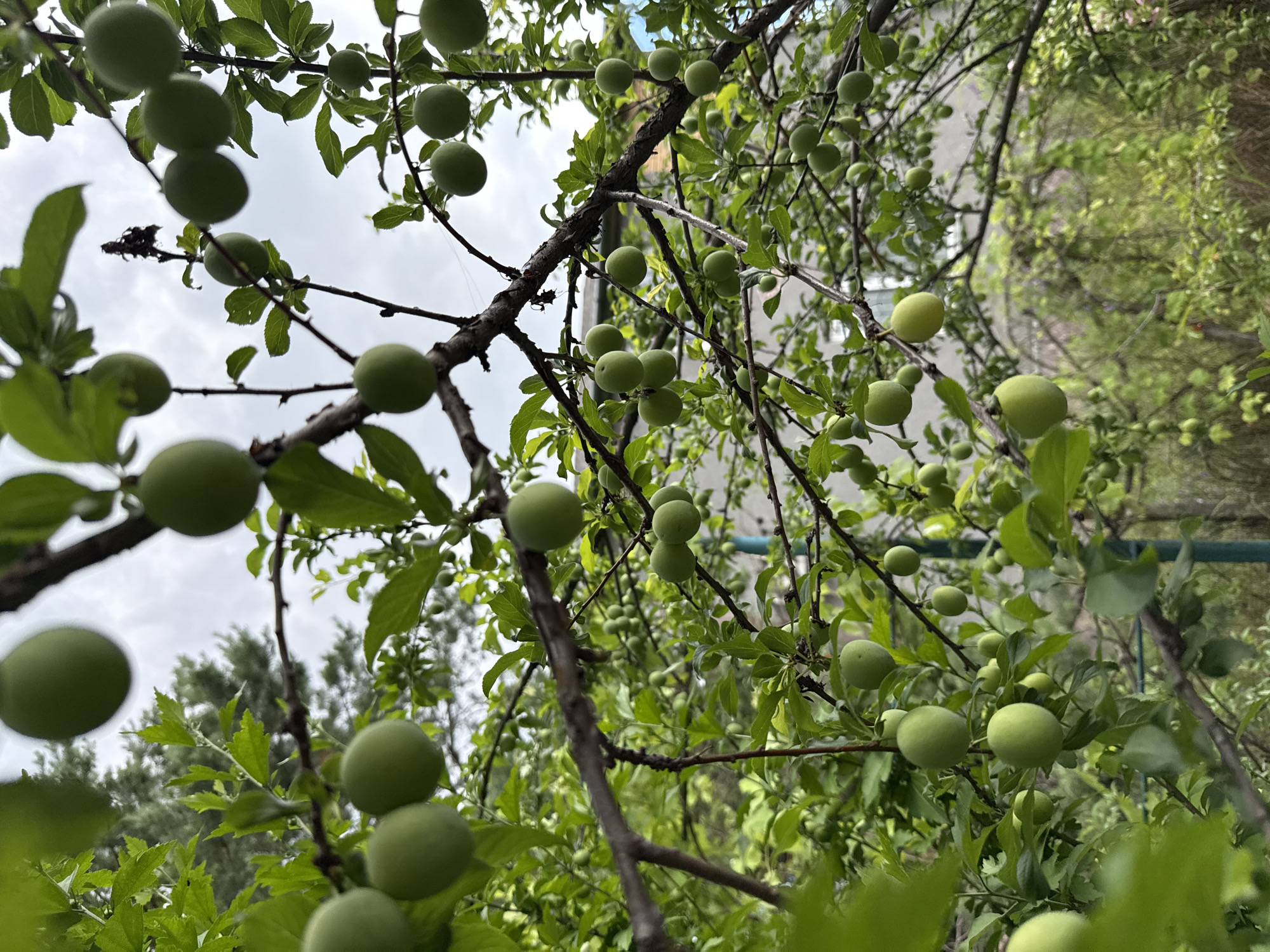 In Obukhivka, Ukraine, a plum tree is laden with numerous unripe, green plums. The branches of the tree, some thick and dark, others thinner and lighter, are densely packed with vibrant green leaves. The plums, varying slightly in size and ripeness, are clustered along the branches, some hanging individually and others in small groups. The background is a mix of more foliage and a cloudy sky, suggesting an outdoor, possibly residential, setting. The image captures a moment of natural abundance, showcasing the fruit's development before ripening.