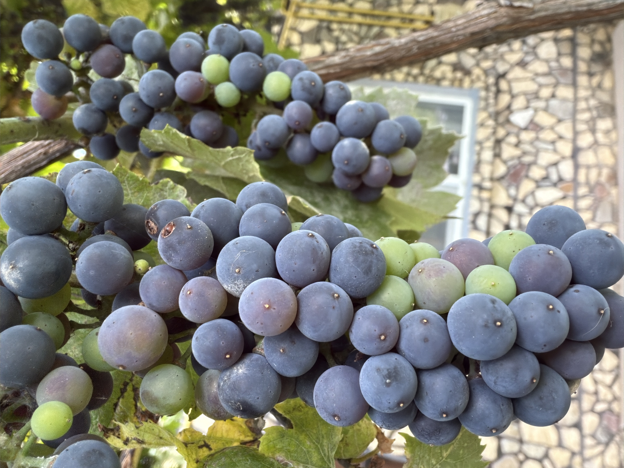 In Oxentea, Moldova, a close-up vertical shot showcases a cluster of ripe, dark purple grapes on the vine. Some grapes have a light purplish-blue bloom, while a few smaller, unripe grapes are a pale green. The grapes are clustered tightly together, with some showing the characteristic indentation at the stem end. In the background, out of focus, is a stone wall of a building and a window, with a thin wooden vine support. The lighting suggests it is daytime.