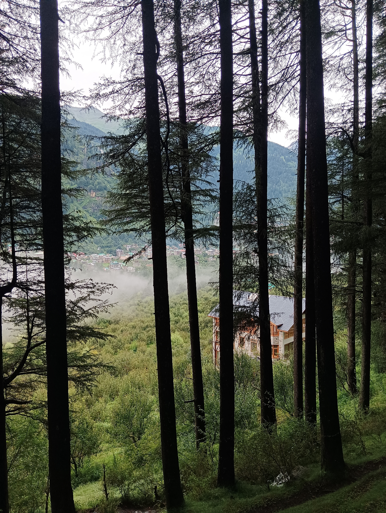 This is a photograph taken in Chhyal, India, looking through a dense forest of tall pine trees. The foreground is dominated by the dark silhouettes of these trees, their branches creating a natural frame for the scene beyond. Through the gaps in the trees, a valley is visible. In the middle ground, a village or town is nestled amongst the trees, with buildings displaying colorful rooftops. A layer of mist or fog partially obscures the lower parts of the village, adding a sense of depth and atmosphere to the scene. Further in the distance, rolling hills covered in greenery rise towards a hazy, overcast sky. To the right of the frame, a large building with a grey roof and light-colored walls is partially visible amongst the trees. The overall impression is one of a serene and misty mountain landscape.