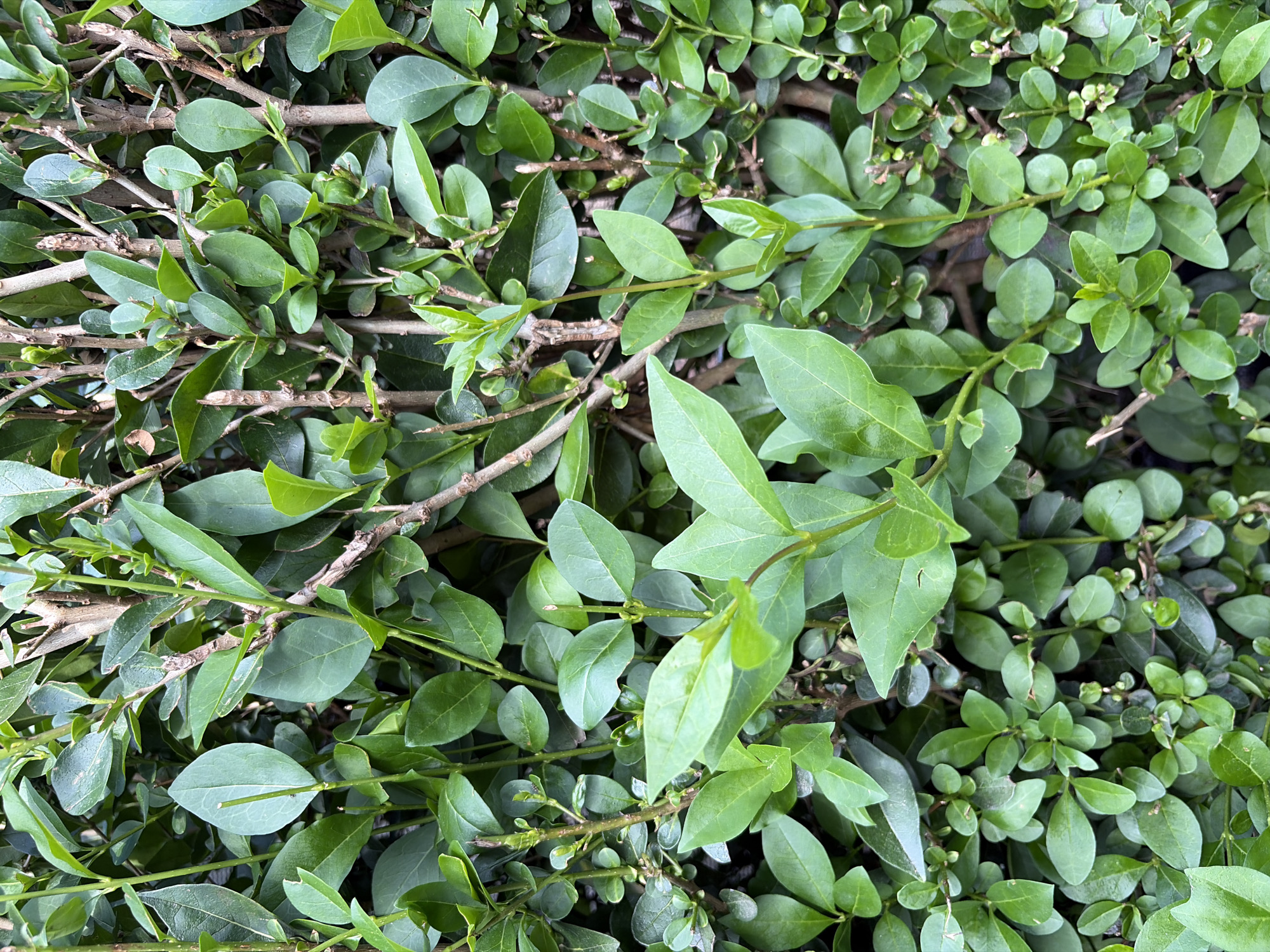 The image depicts a dense arrangement of green foliage, primarily consisting of small, oval-shaped leaves and slender brown branches. The leaves vary in size and shade, with some appearing lighter and more vibrant than others. The branches are thin and wiry, adding to the overall texture of the scene. The composition is tightly packed, with leaves and branches overlapping, creating a sense of depth and density. The overall impression is one of lush vegetation. The location in Svetovrachene, Bulgaria, is unspecified within the image. No people, subjects, objects, actions, or interactions other than the presence of the vegetation are discernible. The environment is limited to the immediate area of the foliage.