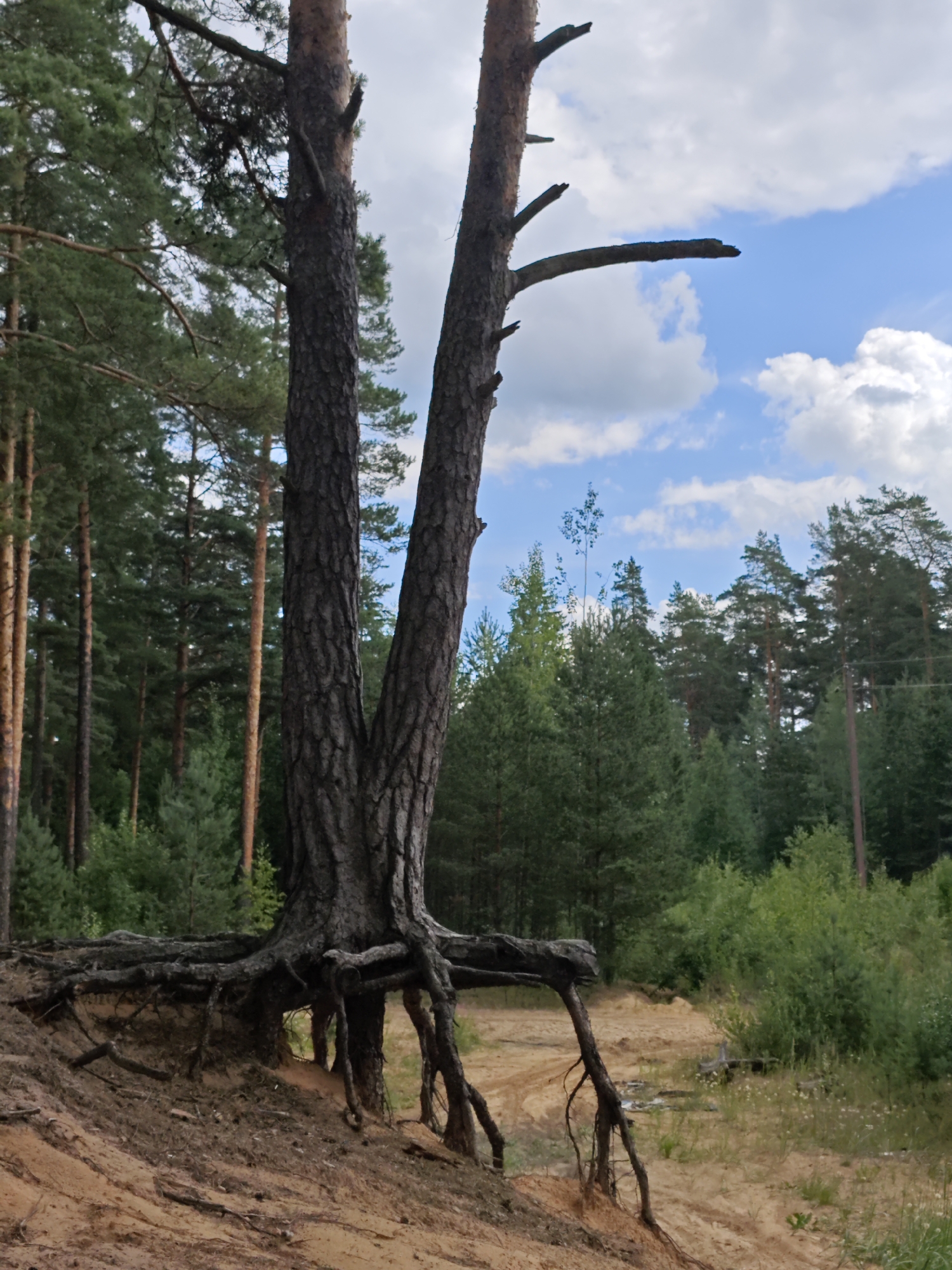 The image depicts a scene in the city of Zaklinye, Russia. In the foreground, a large pine tree with a split trunk stands prominently. Its exposed, gnarled roots spread out over a sandy incline, anchoring the tree to the embankment. The sandy soil is loose and appears to be part of a natural landscape, possibly a roadside or a park area. In the background, a dense forest of pine trees stretches out, their green foliage creating a striking contrast against the bright blue sky dotted with white, fluffy clouds. The overall atmosphere is natural and serene, suggesting an outdoor environment within or near the city. There are no people or animals visible in the image.