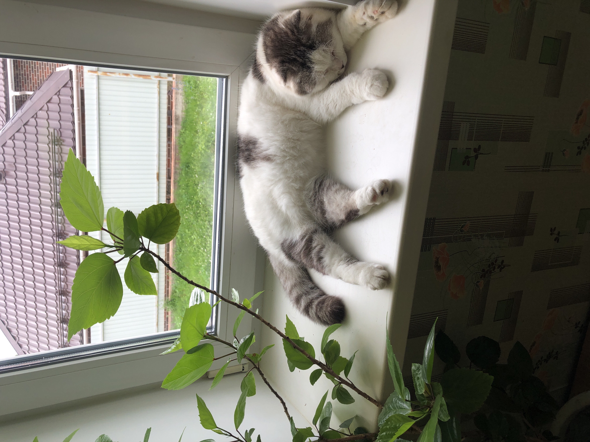 A Scottish Fold cat is sleeping on a white windowsill. The cat has white fur with grey patches and is lying on its side. Next to the cat is a green leafy plant. Through the window, a light-colored fence, green grass, and a brown-tiled roof are visible. The background appears to be a residential area in Noviy, Russia.