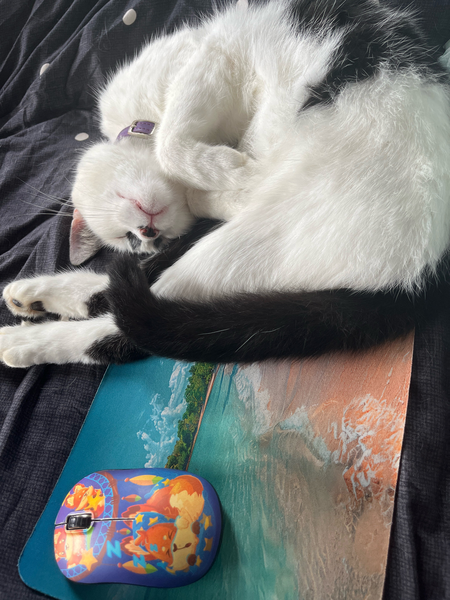 A black and white cat sleeps curled on a dark gray polka-dot patterned bedspread, with its face covered by one paw. The cat wears a purple collar. Next to the cat, on top of a colorful mousepad featuring anime characters, is a blue computer mouse with a colorful design. The mousepad itself displays a beach scene. The scene is indoors, as indicated by the bedding. The specific location in the city of Ureki, Georgia, is not determinable from the provided image.