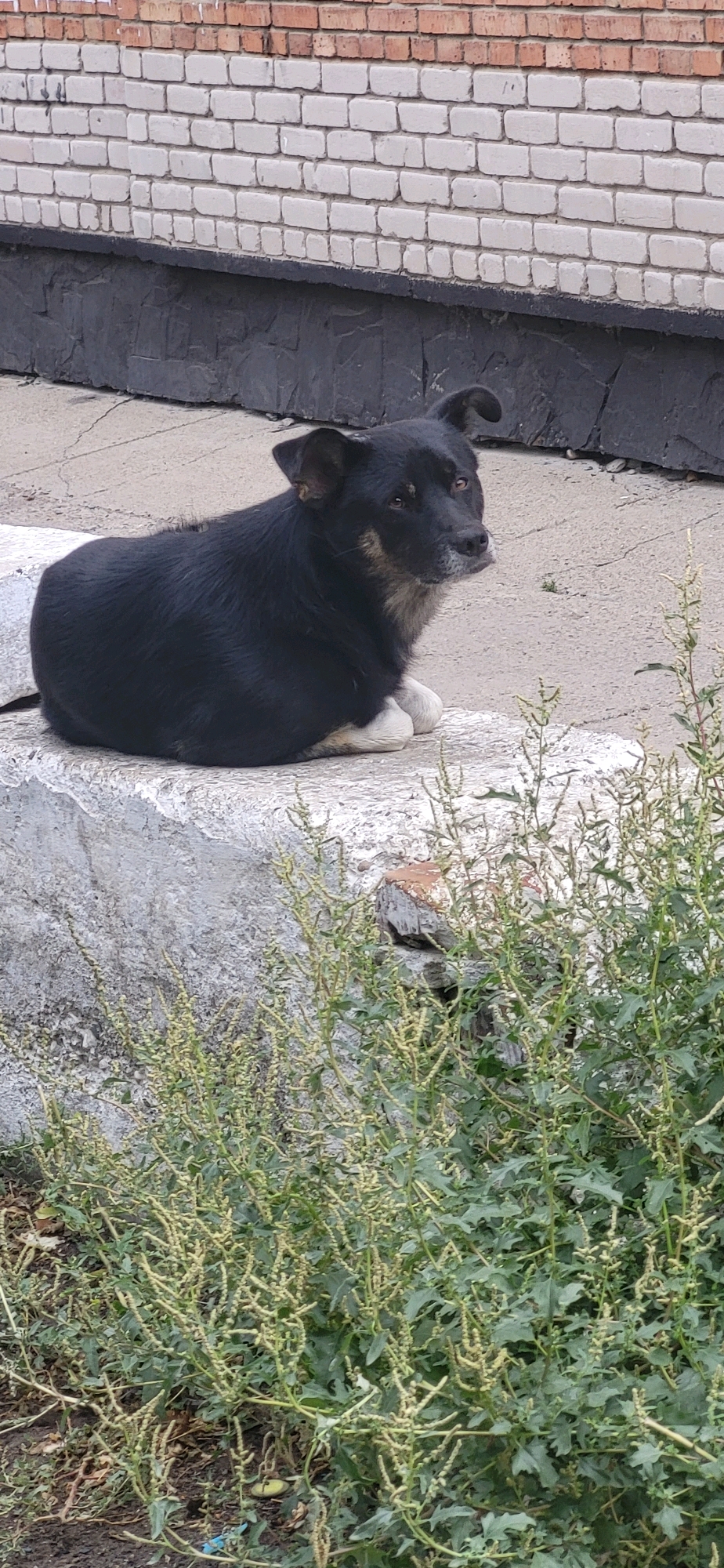 A medium-sized black dog with white paws sits on a concrete ledge in front of a brick building. The dog is facing to the right with its ears perked. The background consists of a light-colored brick wall with a dark foundation. In the foreground, green plants are growing. The scene appears to be an outdoor urban environment, possibly a street or alleyway in Oskemen, Kazakhstan.
