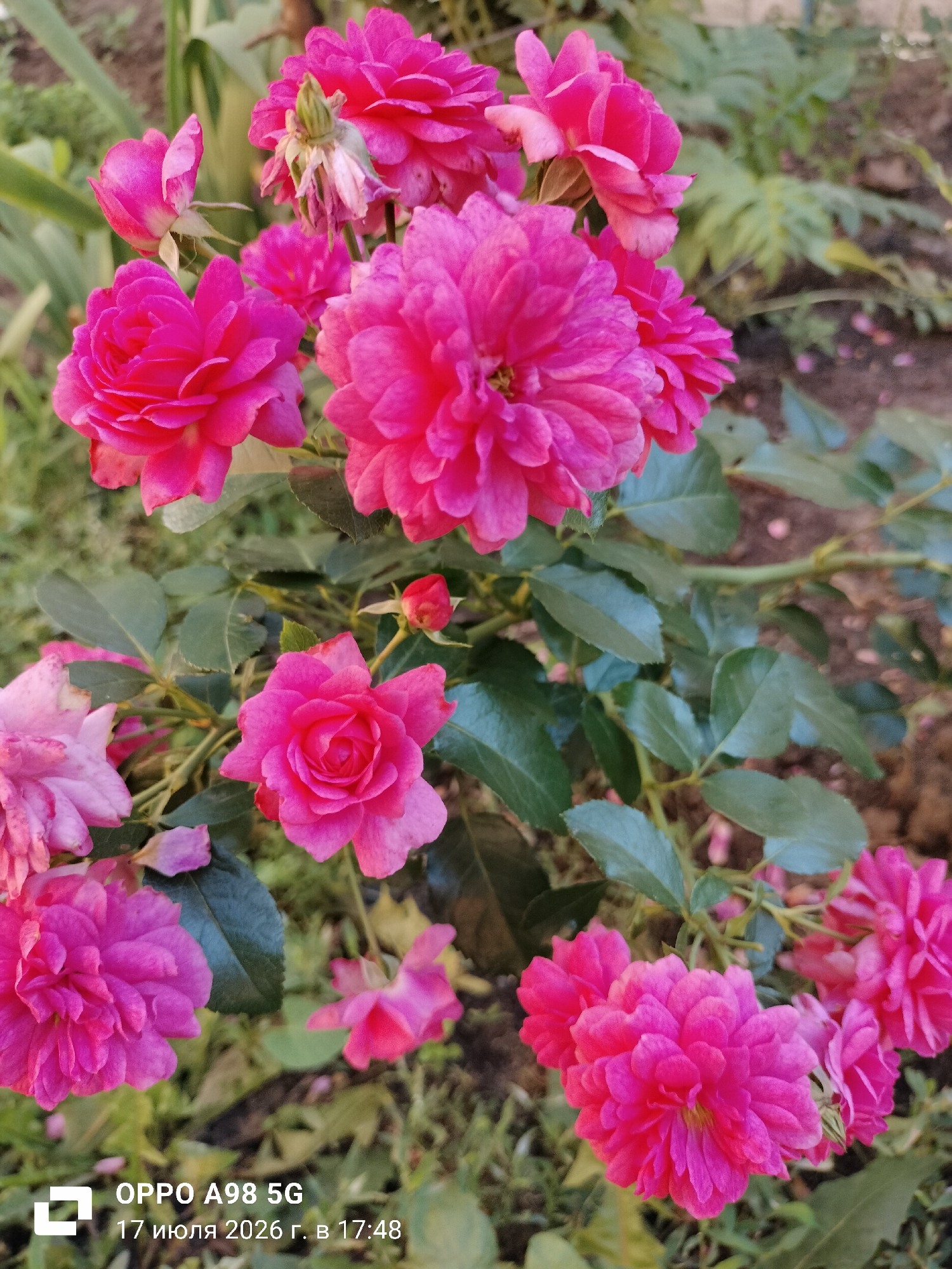 A close-up, overhead shot captures a cluster of vibrant pink roses in full bloom, interspersed with dark green leaves and a single, small rosebud. The flowers exhibit a ruffled, multi-petaled structure. The background is softly blurred, suggesting a garden setting with hints of brown soil and green foliage. The lower portion of the image displays a watermark indicating "OPPO A98 5G" and a date and time stamp in Russian: "17 июля 2026 г. в 17:48". The scene is consistent with a garden environment.