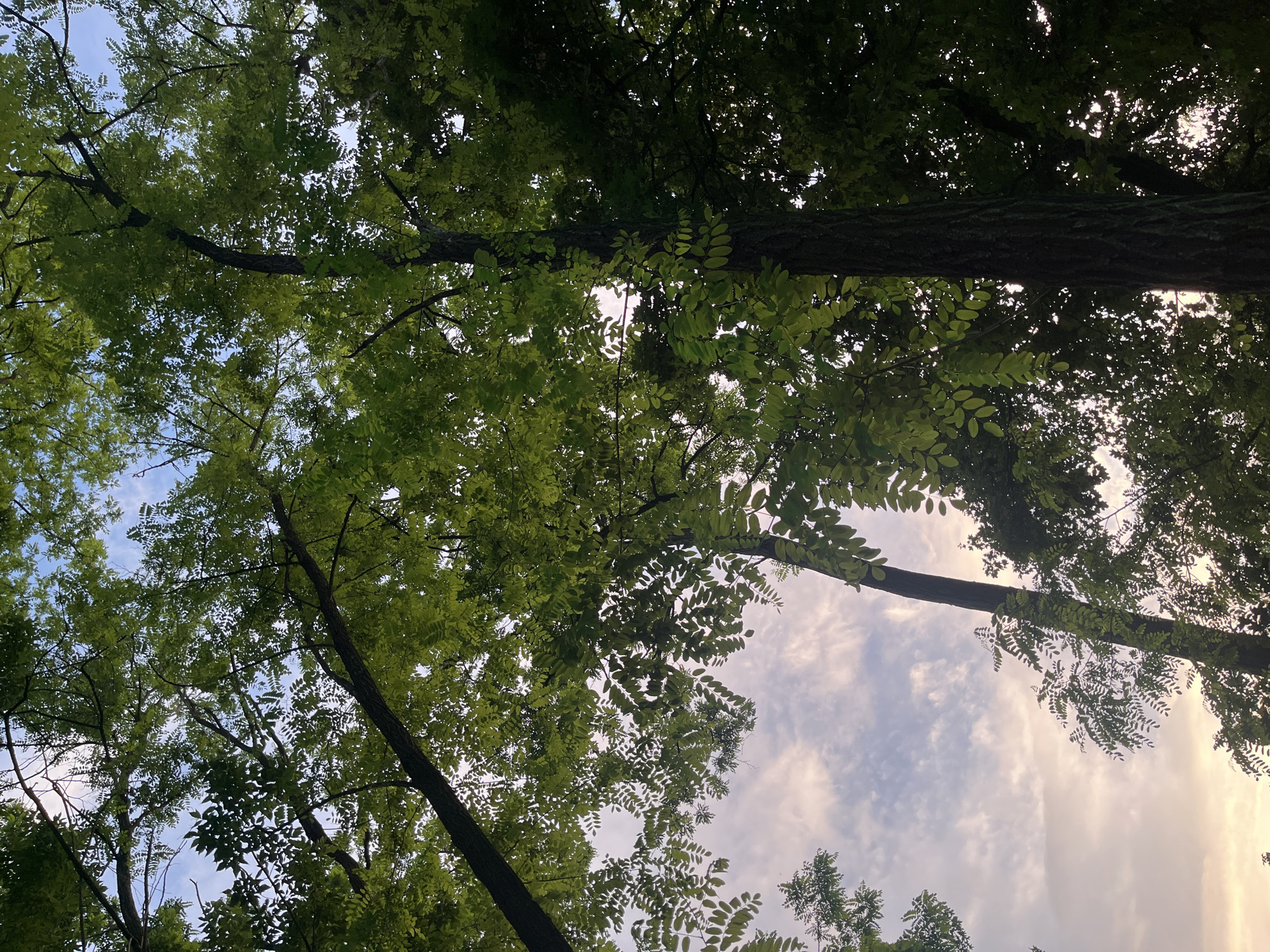 The image displays an upward-facing perspective into a dense canopy of trees in Sremski Karlovci Municipality, Serbia. Multiple trees with vibrant green, compound leaves dominate the frame, forming a thick overhead foliage. Sunlight filters through the leaves, creating varying shades of green, from brightly illuminated areas to darker, shadowed sections. Dark tree trunks and branches are visible, ascending vertically and diagonally against the backdrop of the sky. The sky is partially visible through gaps in the foliage, showing a mix of light blue with scattered, wispy white clouds, transitioning to a warmer, slightly golden or pinkish hue towards the bottom of the frame. No individuals, animals, or man-made objects are discernible within the scene.