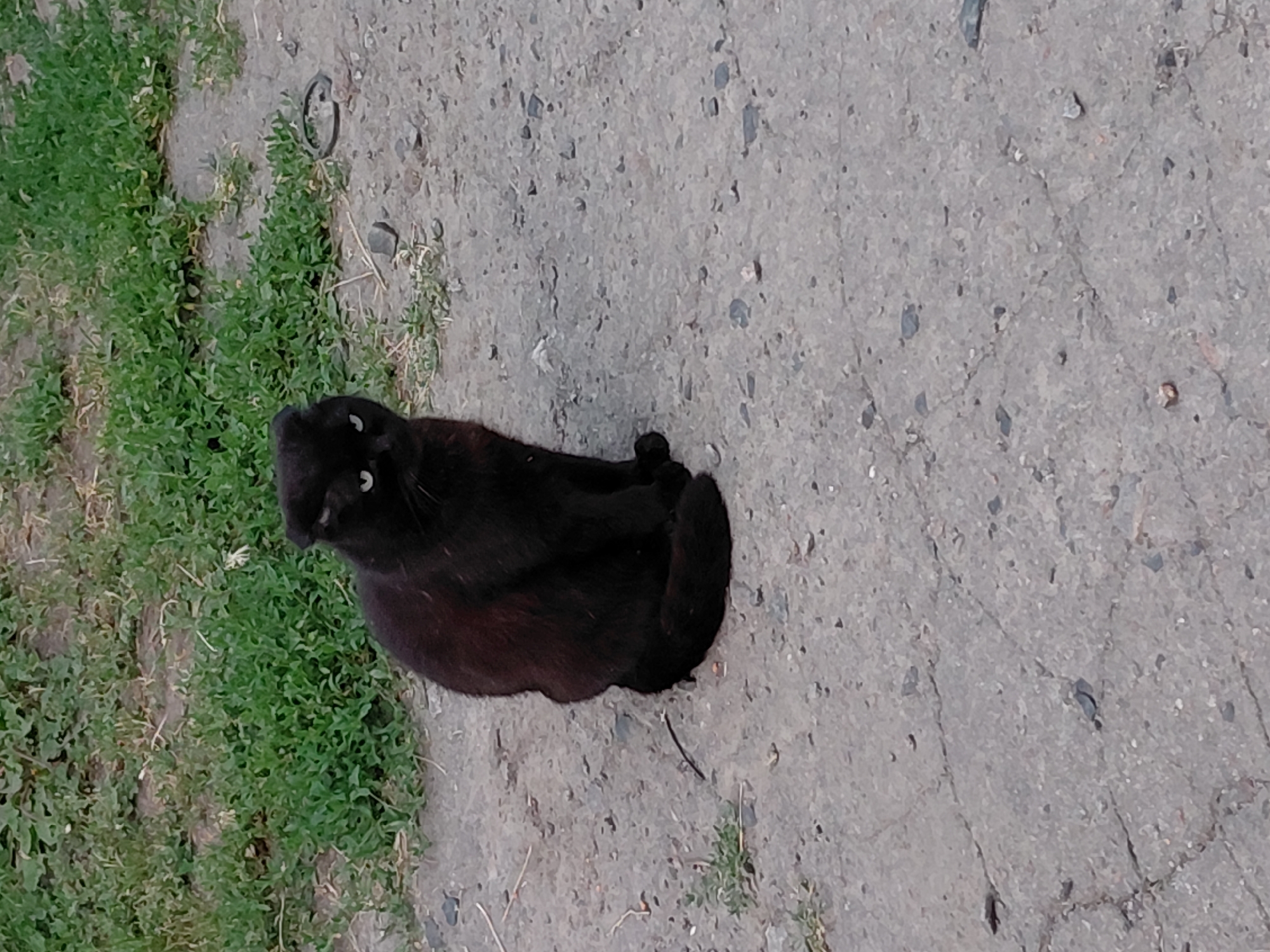 An outdoor scene depicts a black cat sitting on a gray, cracked asphalt or packed dirt surface. The cat is positioned in the lower-center of the vertical frame, facing the viewer with its head slightly tilted. Its fur is uniformly black, with faint reddish-brown undertones visible on its upper back and right side, likely due to lighting. The cat has distinctive bright green or yellow eyes with narrowed pupils, and its ears appear folded or flattened against its head. Its tail is curled around its body on the ground. To the left and behind the cat is a patch of green grass. The ground surface features numerous cracks, small pebbles, and scattered dirt. A metallic ring or band object is visible on the ground to the right of the cat. The scene is illuminated by natural daylight. Location: Unknown, Unknown.