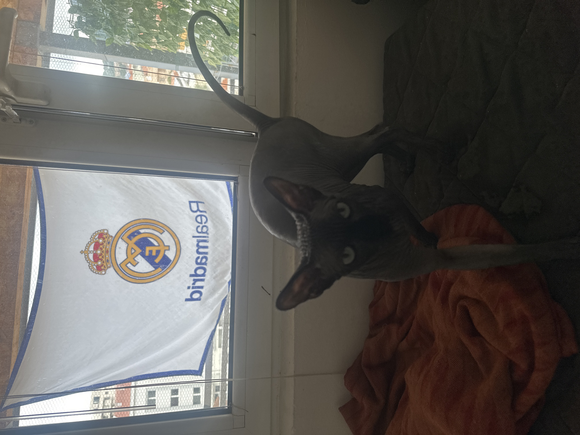 The photograph captures a hairless cat in an indoor environment. The cat, with prominent ears and a dark grey skin tone, stands with its tail curled upward. Behind the cat, a window displays a flag with the Real Madrid soccer club logo. The view through the window reveals buildings, potentially indicating an urban setting. Elements within the room, like a blanket and an orange towel, are also visible. The information provided does not confirm that the photograph was taken in Budva, Montenegro. The city is not visually evident in the image.