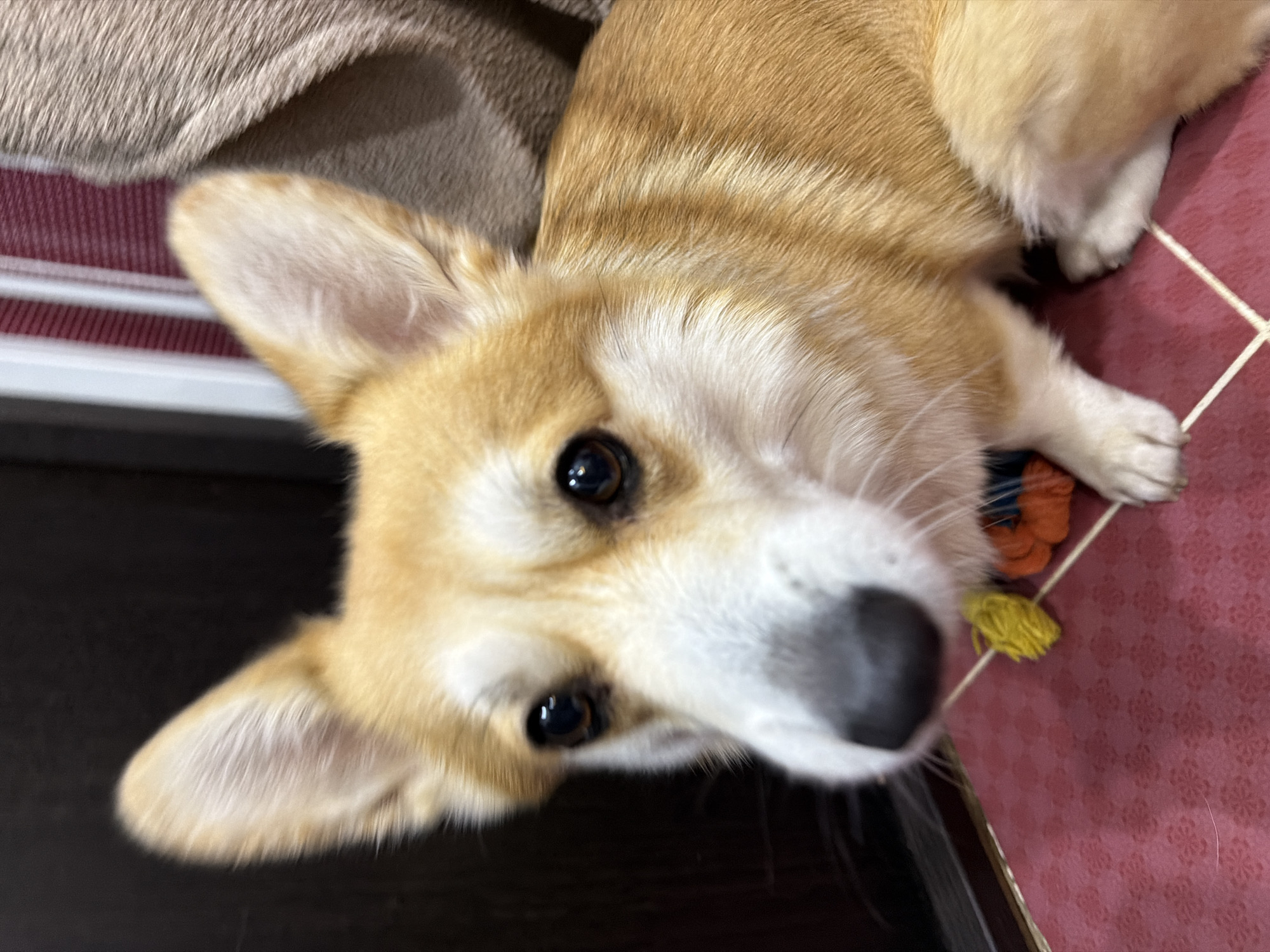 A close-up, eye-level shot shows a corgi with tan and white fur looking directly at the camera. The dog has large, erect ears, dark eyes, and a black nose. It is wearing a collar with a yellow and orange pom-pom. The corgi is sitting on a red mat with a repeating pattern of pink flowers. In the background, a dark surface and a striped curtain are visible. The image does not provide any information about the city of Chaikovsky, Russia.