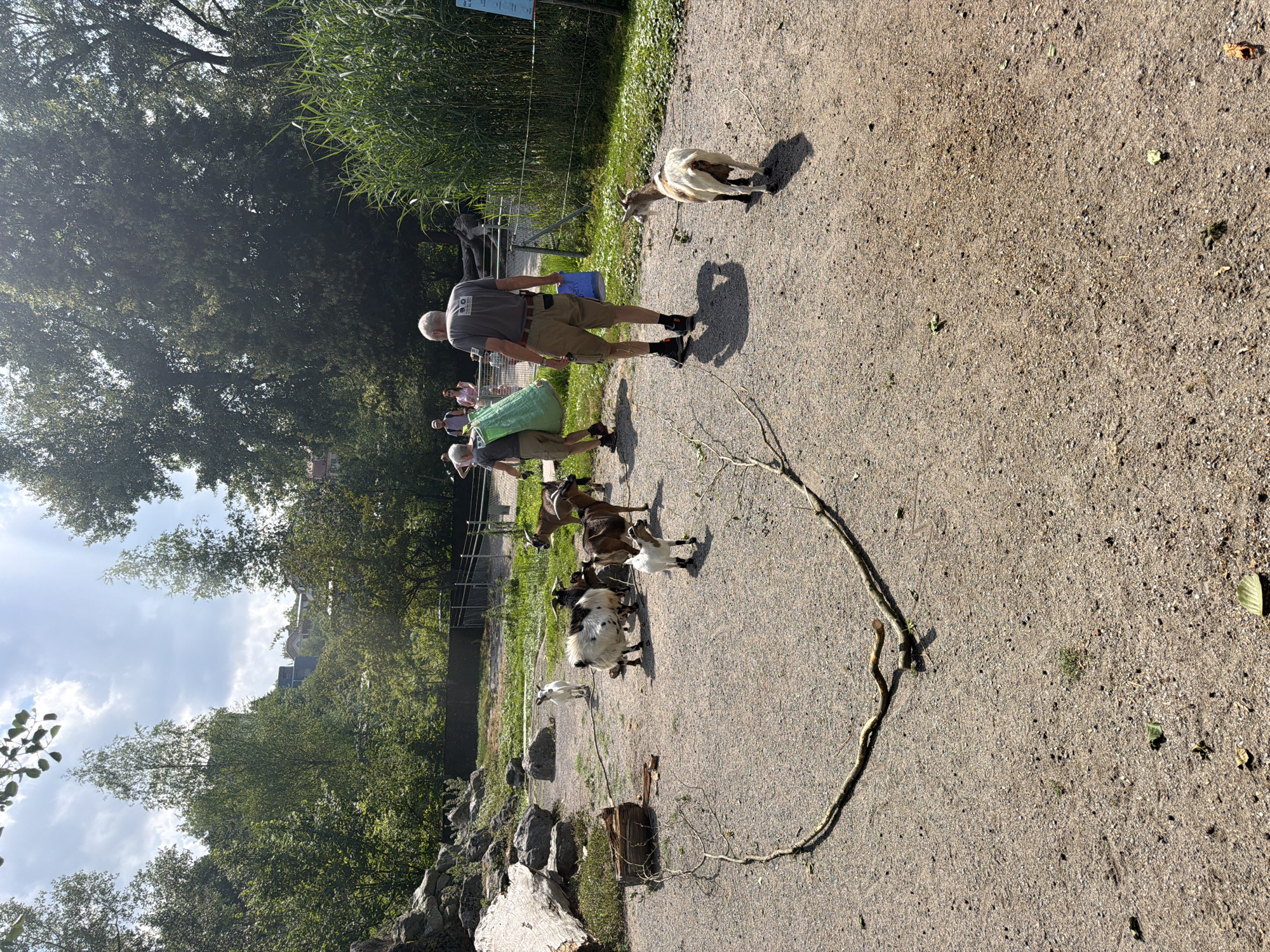 The image depicts an outdoor enclosure, likely at a zoo or animal park in Bern, Switzerland. The ground is covered with gravel and dirt, and large rocks are visible on the left. A heart-shaped arrangement of branches lies on the ground in the foreground.
Several goats of varying sizes and colors are scattered throughout the enclosure. One goat stands alone in the upper left quadrant, looking towards the viewer. In the center, a group of four goats is clustered together. To the right, another goat is moving away from the viewer. A single goat is positioned in the lower right portion of the image.
Two individuals are present in the background, walking away from the viewer. The person on the left is carrying a large green bag over their shoulder, and the person on the right is carrying a blue container. Both are dressed in casual clothing. Other figures, possibly visitors, are faintly visible further in the background.
Lush green foliage, including tall reeds on the right and trees on the left and in the background, frames the scene. The sky is partly cloudy. Structures, possibly buildings, are visible through the trees in the distance. The overall impression is of a sunny day in an animal enclosure designed to simulate a natural habitat.