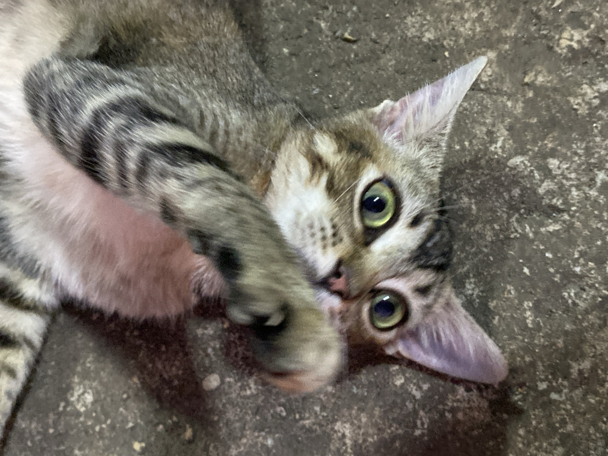 A tabby cat with green eyes is lying on a concrete surface. The cat is facing the camera with its head tilted, and one paw is raised toward the viewer. The background appears to be a dimly lit or outdoor area. The location is Tinaquillo, Venezuela.