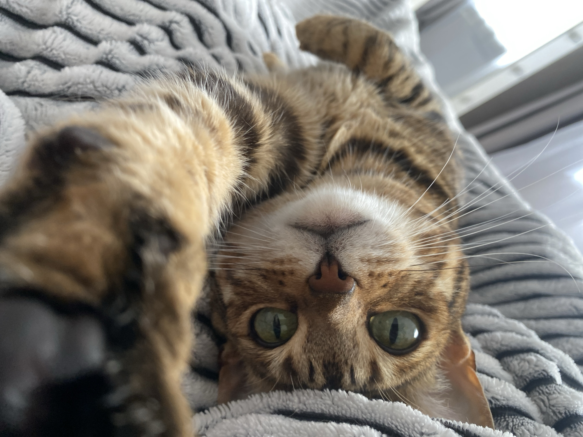 The media file shows a close-up, low-angle shot of a Bengal cat lying on its back on a soft, grey, striped blanket. The cat is facing the camera, with its paws extended upwards. Its fur is a mix of brown and black stripes, and its eyes are a striking green with black pupils. The cat's nose is pink, and it has long, white whiskers. The focus is on the cat's face, with its body and the blanket softly blurred in the background. The lighting suggests it might be daytime, possibly indoors, given the soft, diffused light. The overall mood is playful and intimate, capturing a moment of relaxation or a pre-play stretch from the cat. No text is visible in the image. The location context of Chaikovsky, Russia, does not provide any discernible visual cues within the image itself.