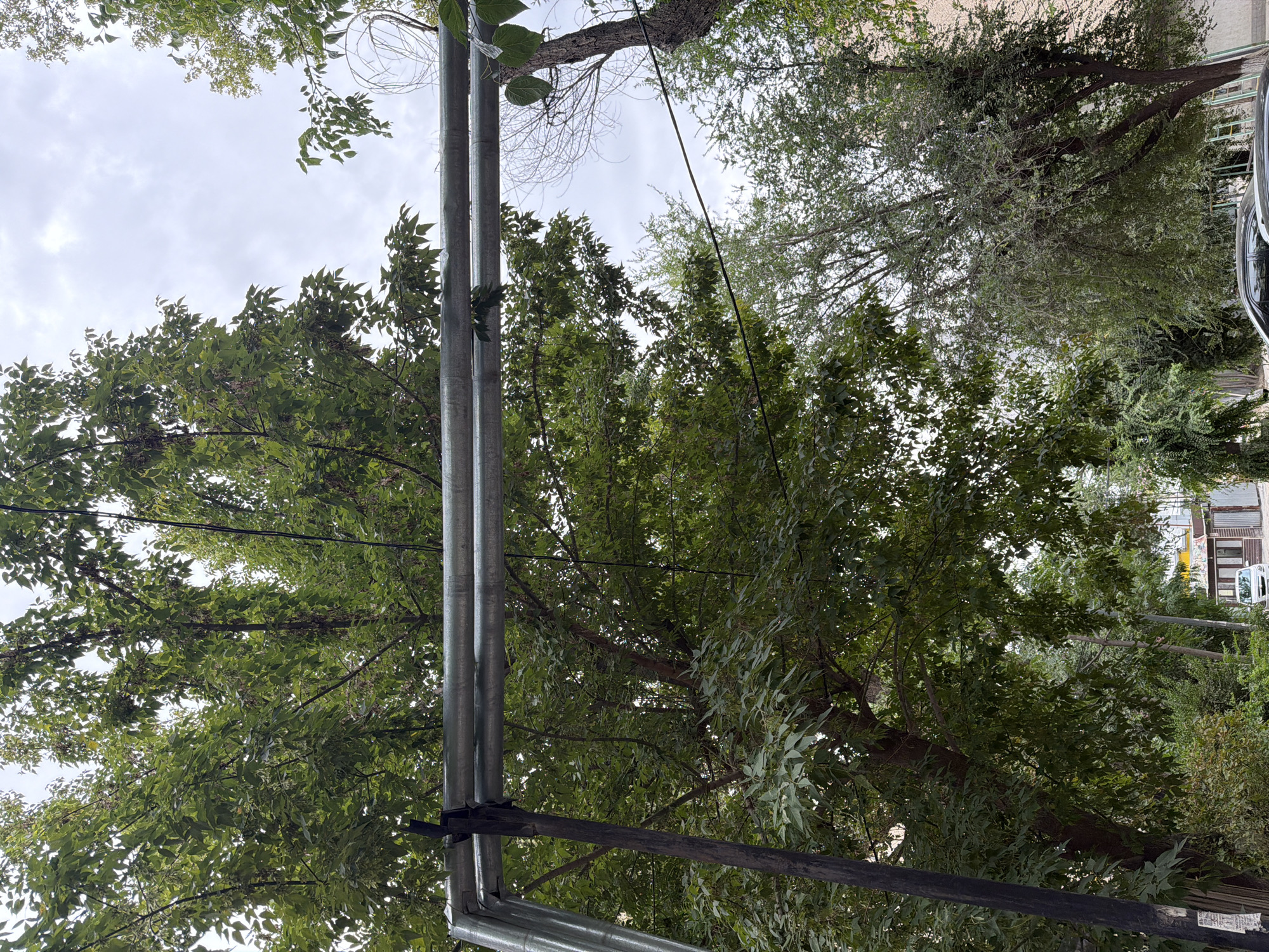 The image depicts a street scene in Shymkent, Kazakhstan. In the foreground, a metal pipe runs horizontally across the frame, supported by a dark vertical pole on the left. Lush green trees with dense foliage dominate the upper portion of the image, with some branches extending over the pipe. The sky above is overcast with gray clouds.
In the background, beyond the trees, a street is visible with buildings and parked vehicles. A white car is parked on the street, and next to it, a small kiosk or shop with a light-colored facade and a dark roof is present. Power lines are also visible, strung between poles. The overall impression is of a residential or commercial street lined with mature trees on a cloudy day.