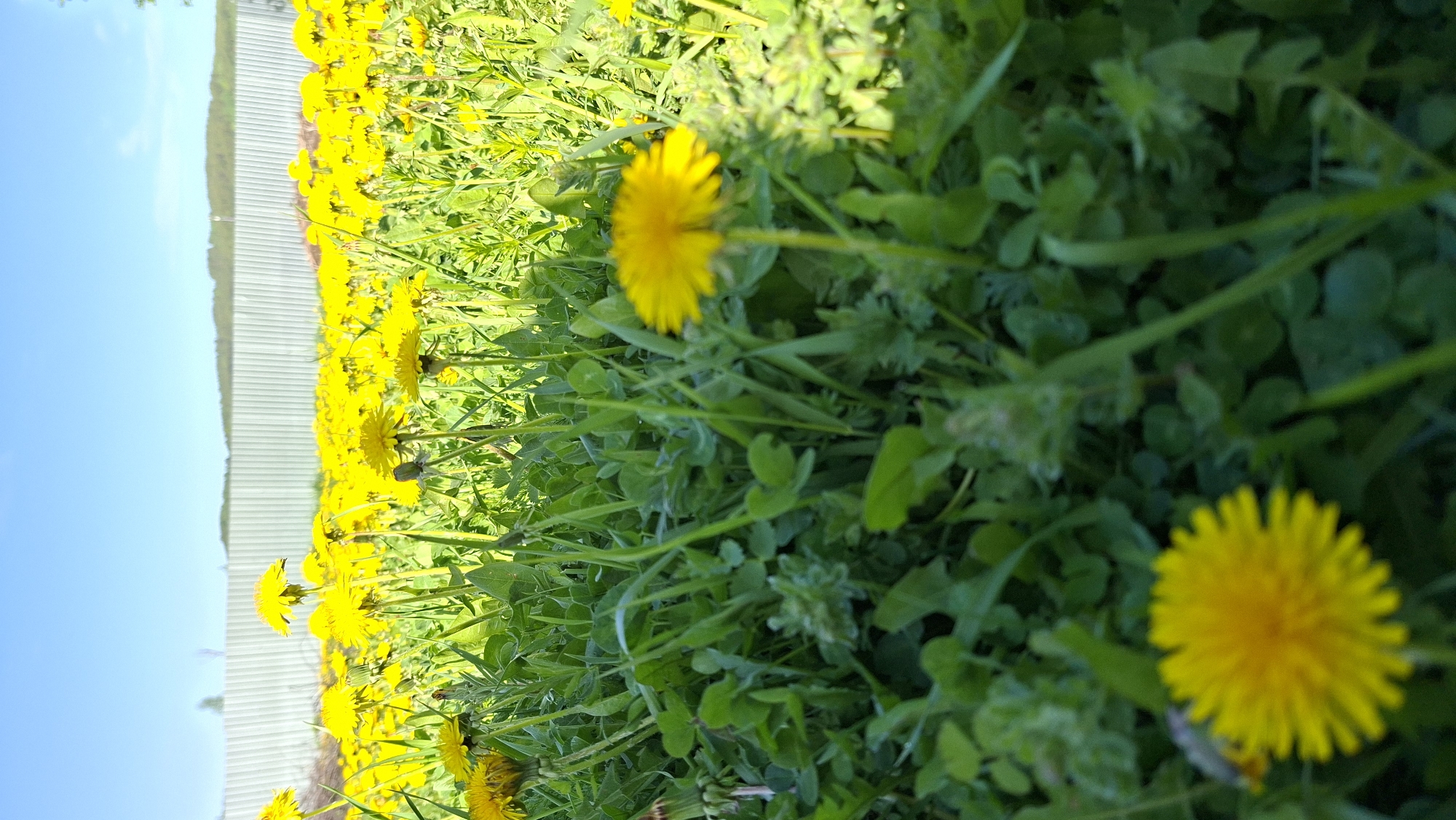 The image shows a field of dandelions in Большой Букор, Russia. A fence is visible along the left side of the image under a blue sky. The dandelions and other green plants dominate the foreground and middle ground.