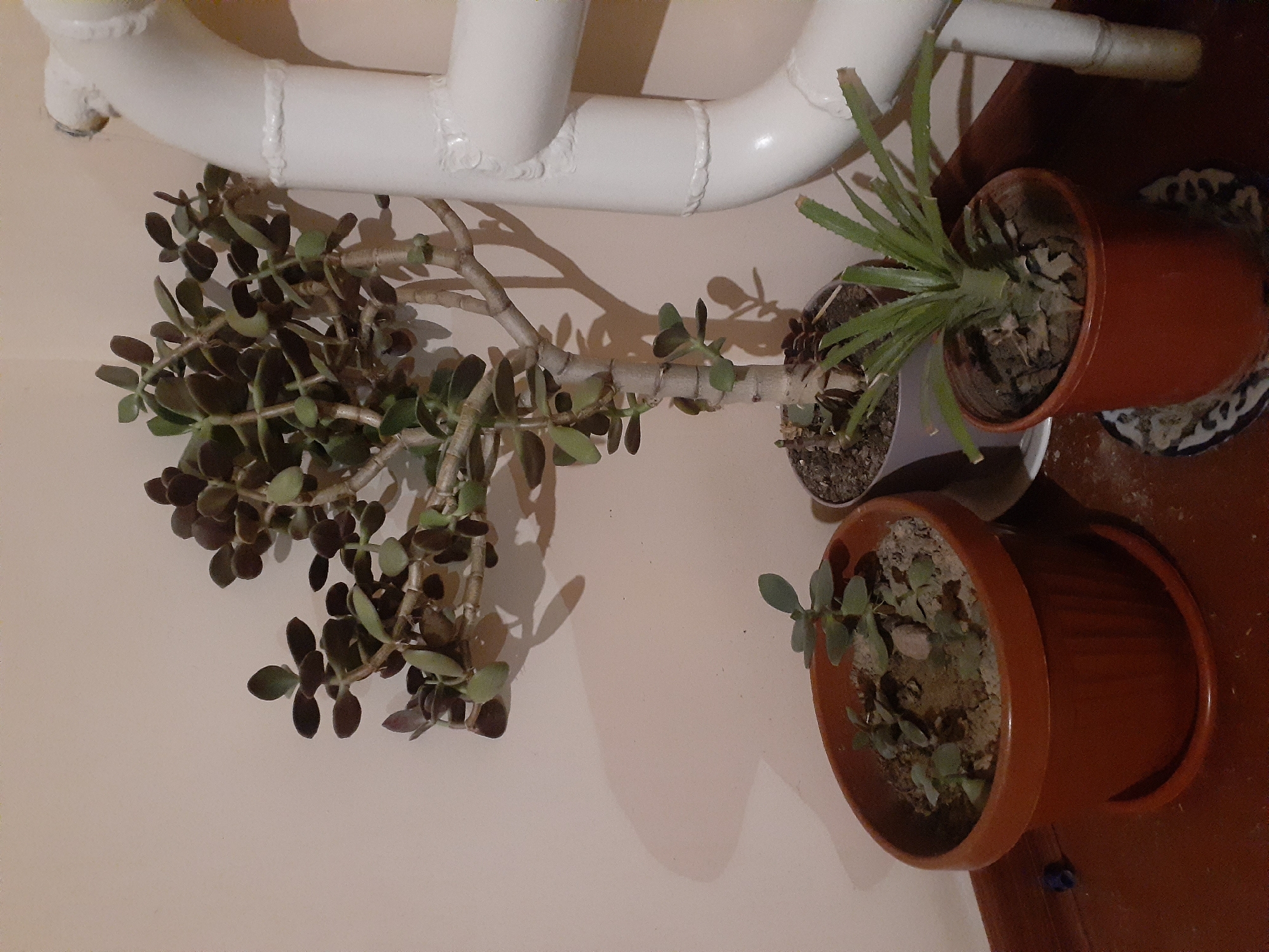 The image depicts an indoor scene with three potted plants placed against a light-colored wall. To the right, a white pipe, likely a radiator, occupies a significant portion of the frame. The plants are of varying sizes and types. The largest plant, a jade plant (Crassula ovata), is positioned in the center, its branches extending upwards and outwards, casting shadows on the wall. To its left and slightly forward, a smaller jade plant is in a reddish-brown pot. To the right of the large jade plant and closer to the radiator, a small pineapple plant is in a similar reddish-brown pot, resting on a decorative saucer. The floor is a dark, polished wood. There is no indication of the city of Keles, Uzbekistan, within the visual information provided in the image.