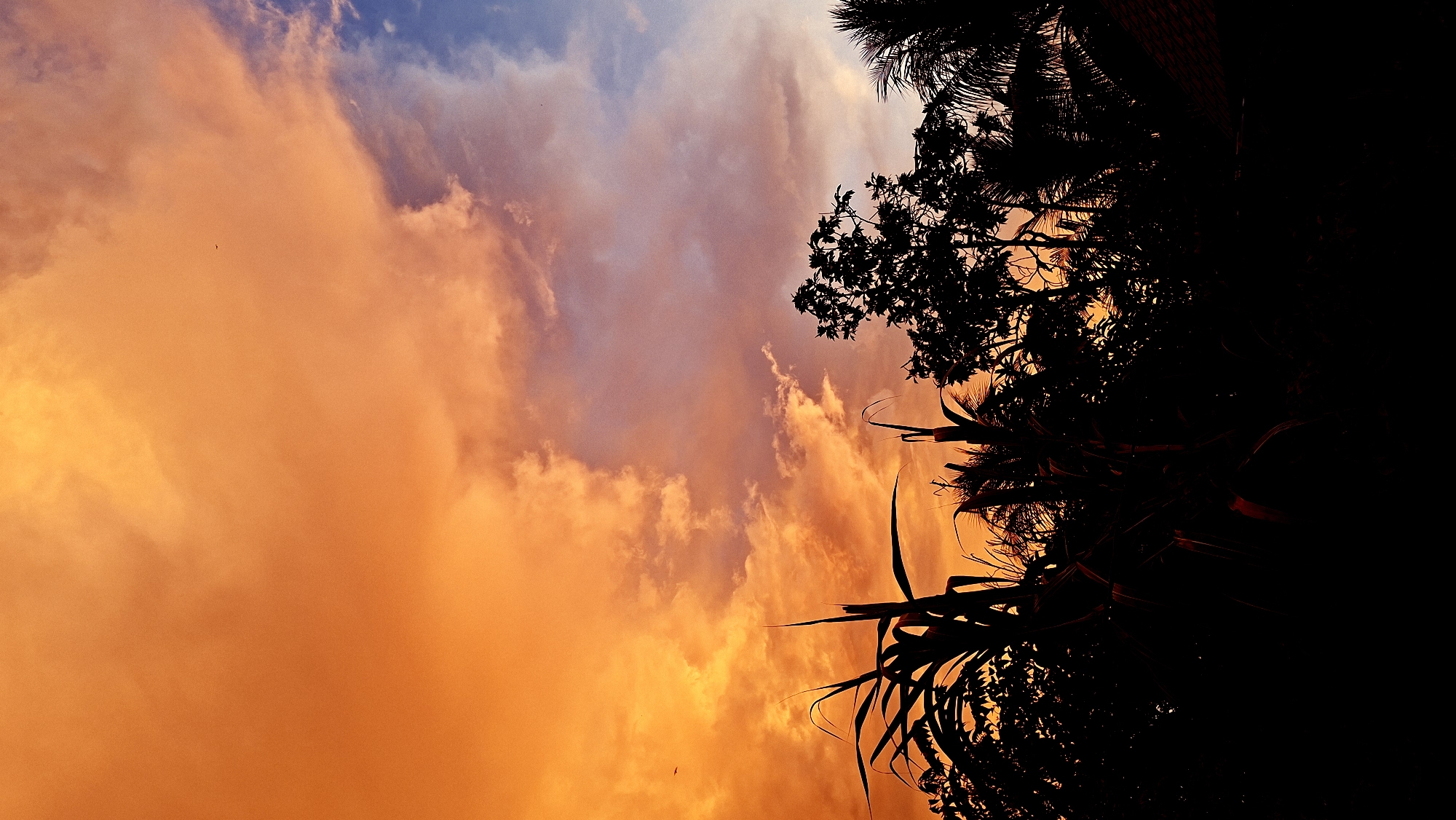 This is a photograph taken from a low angle, looking up at a vibrant sunset sky over the city of Kutaglumpang, Indonesia. The sky is dominated by dramatic clouds, a mix of fiery orange and soft pink, transitioning to a deep blue towards the right edge. Silhouetted against this colorful backdrop are the tops of various trees and plants. In the foreground, the dark silhouettes of large-leafed plants, possibly sugarcane, are prominent. To their right, a tree with a fuller canopy is visible, and further to the right, palm trees and the edge of a tiled roof can be discerned. A small bird is captured in flight against the orange sky, adding a sense of scale and life to the scene. The overall impression is one of a serene and colorful tropical evening.