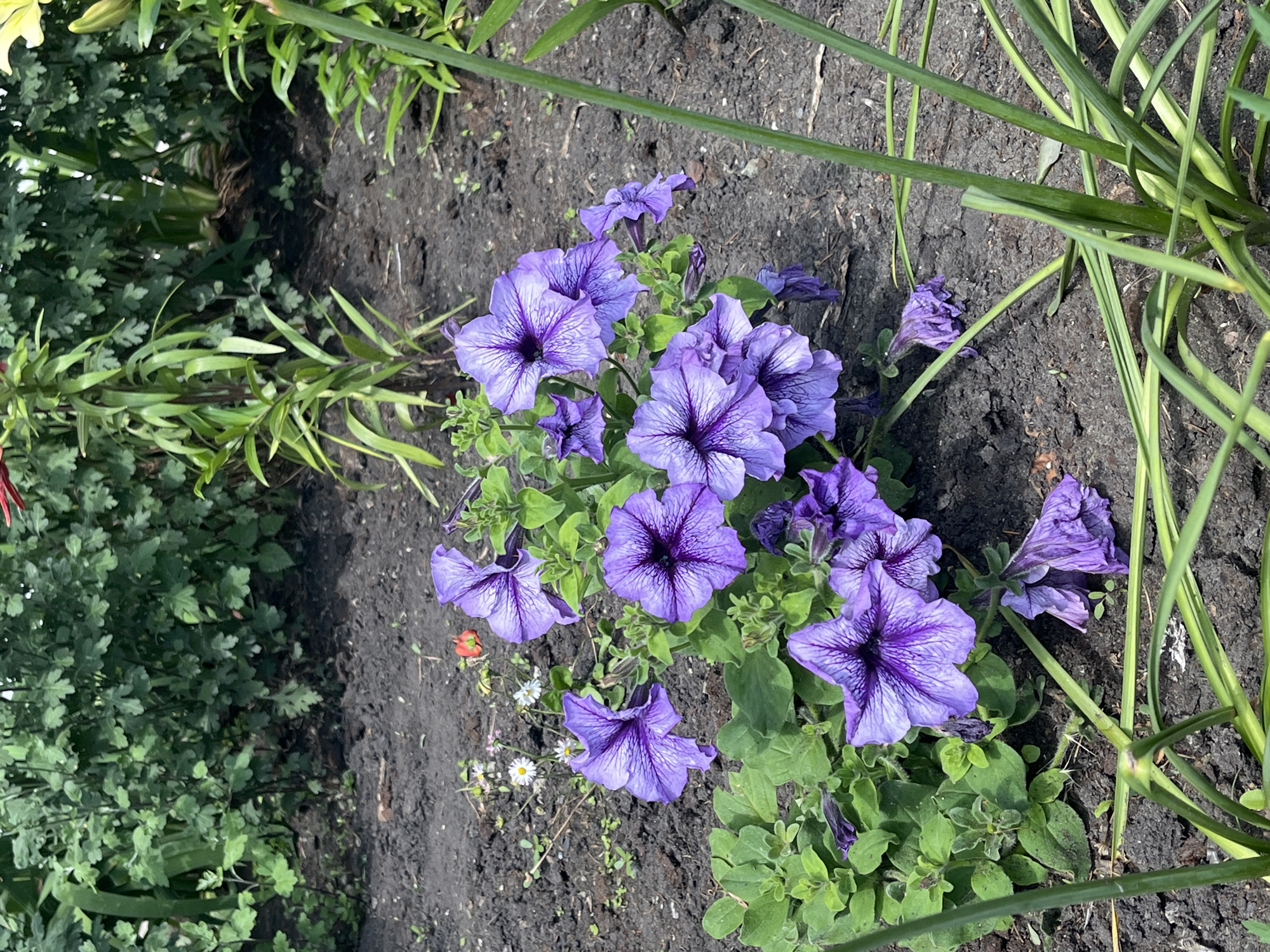 This is an eye-level, medium shot of a patch of purple petunias growing in dark soil. The flowers are in various stages of bloom, with some fully open and others in bud. The petals of the open flowers are a vibrant purple with darker veins. The plants are surrounded by lush green foliage and tall, thin green stalks that appear to be from a different plant, possibly ornamental grass or lilies. The ground is dark, moist soil with a few small white flowers and a tiny red bloom scattered amongst the petunias. The lighting suggests it is daytime, likely during sunny weather, as there are distinct shadows. The scene is a garden or flowerbed, and the overall impression is one of natural beauty and growth. There is no visible text in the image.