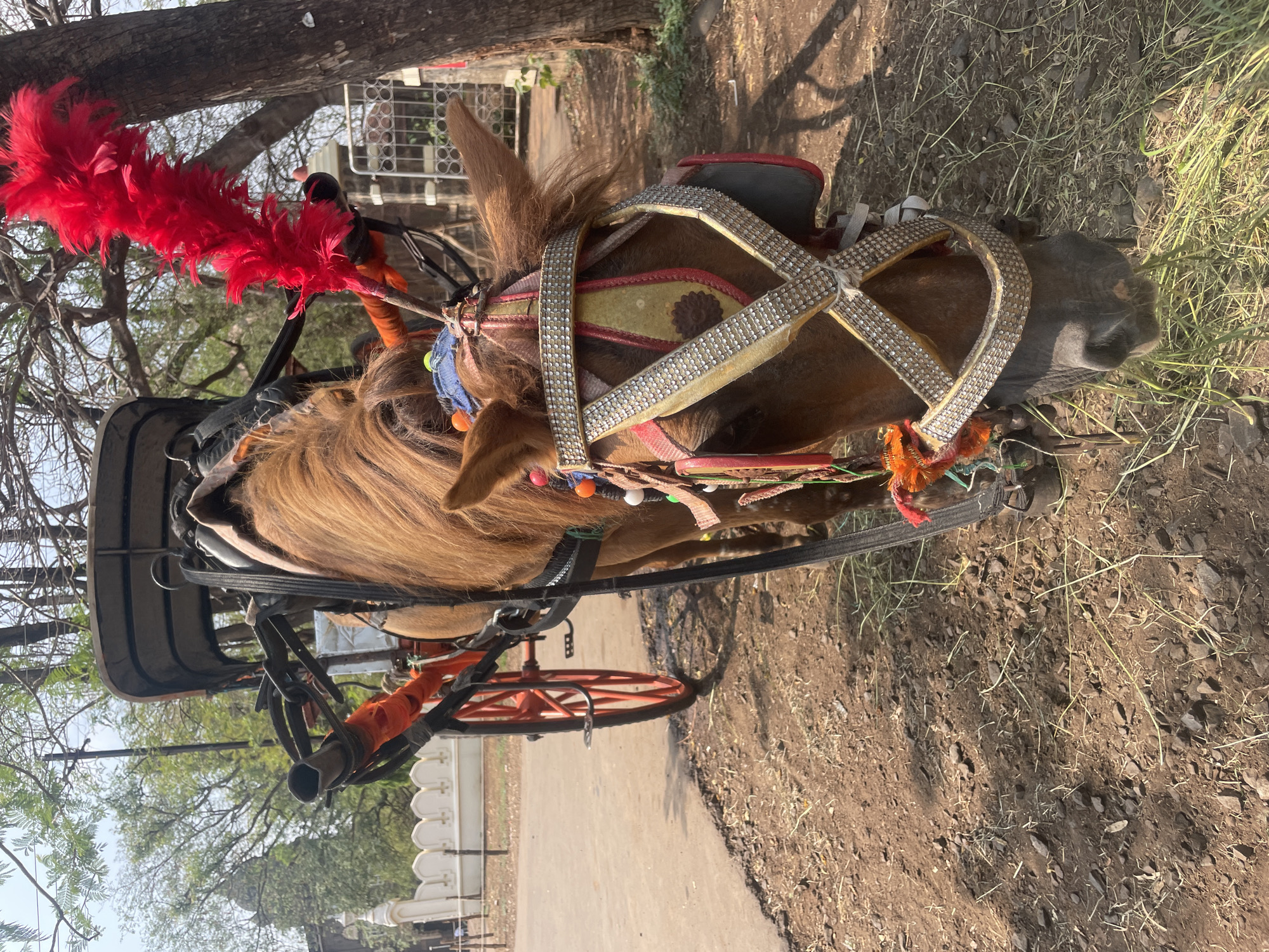 A brown horse, adorned with an ornate bridle featuring silver-colored studding, red trim, multicolored beads, and a prominent red feathered plume on its head, is positioned frontally, head lowered, grazing on sparse green grass and dry, stony soil. It is attached via harness to a two-wheeled carriage, identifiable by its red-spoked wheel and orange-wrapped shaft visible to the left. The ground comprises dry earth with gravel and scattered plant matter, bordering a dark paved path on the left. In the left background, a white, ornate fence runs before a dome-topped architectural structure, partially obscured by tree foliage. To the right, a thick tree trunk stands, with a metal gate and stone pillar visible beyond. The scene is outdoors under bright sunlight. This location is identified as Kolhapur, India, within the vicinity of the New Palace.