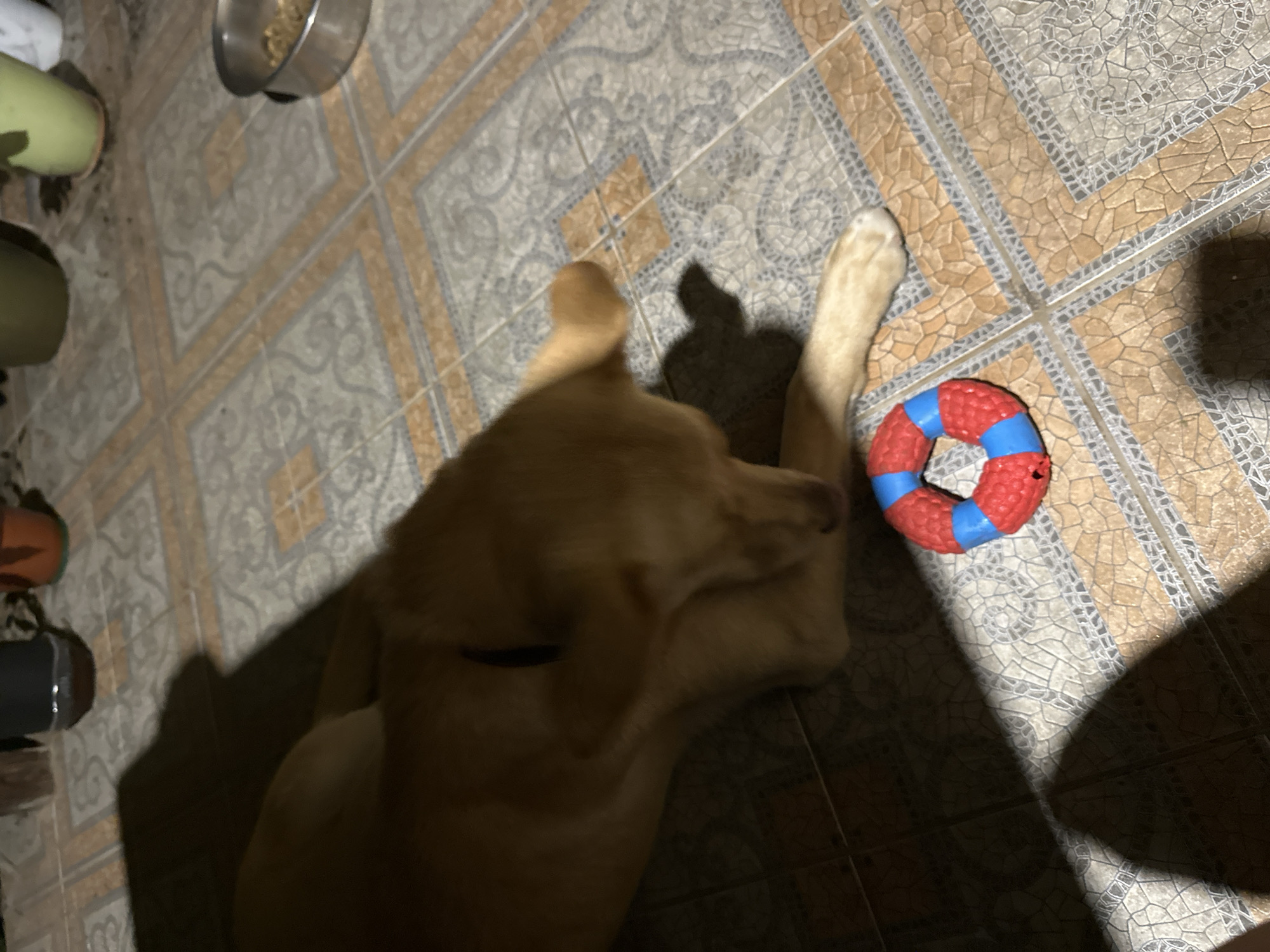 A tan dog is lying on a tiled floor. In front of the dog is a red and blue ring-shaped toy. The dog appears to be resting. The background consists of more tiled flooring and some potted plants. The image is dimly lit, with shadows cast by the dog and possibly other objects. The scene is likely outdoors, possibly on a patio or balcony, given the tiling and the presence of plants. The location is unspecified, and no details suggest it is in Sochi, Russia.