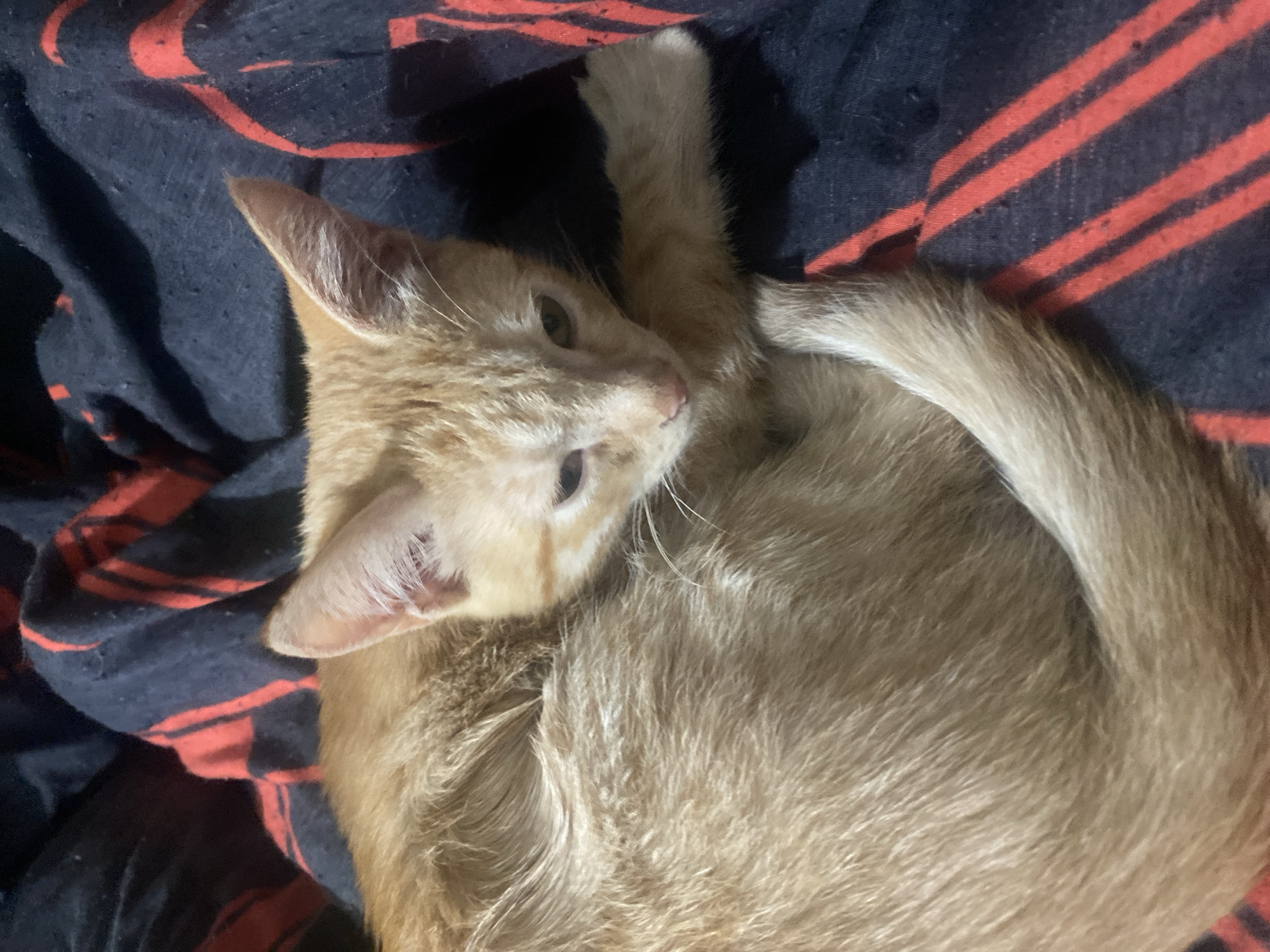 A ginger kitten is curled up on a dark blue blanket with red stripes. The kitten is positioned in the center of the image, with its body curled into a ball and its tail wrapped around it. Its head is resting on its paws, and its eyes are partially closed, suggesting it is sleeping or resting. The kitten's fur is a warm, light orange color, with some darker tabby markings visible on its face. The blanket has a slightly textured surface with visible lint or fuzz. The lighting appears to be dim, creating soft shadows around the kitten. The scene is intimate and peaceful, capturing a moment of rest for the young animal.