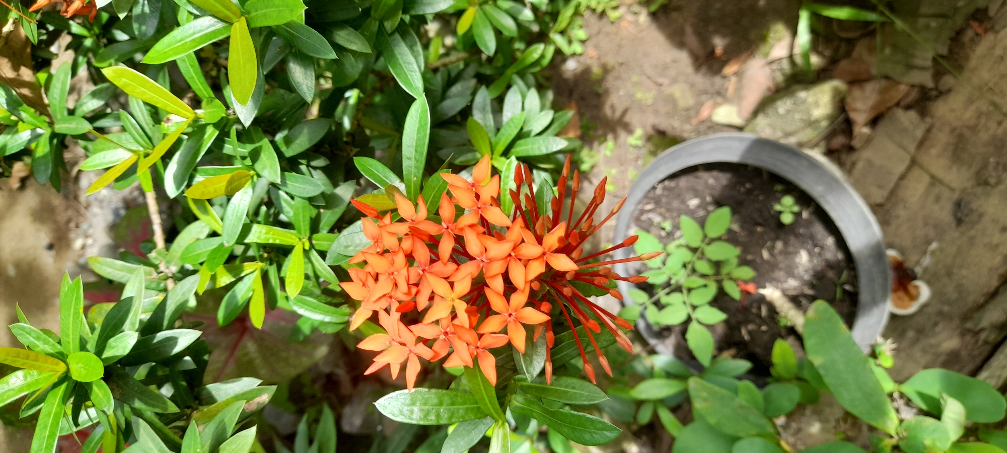 This image shows a collection of Ixora flowers in full bloom, with a deep orange-red color. The flowers are surrounded by lush green foliage, typical of the Ixora plant. Next to the plant is a black plastic pot containing another plant that looks like a young rose bush. The background is slightly blurred, suggesting a shallow depth of field, with hints of soil and vegetation, indicating an outdoor setting. The location is likely a garden or natural area in Palohpanyang, Indonesia.