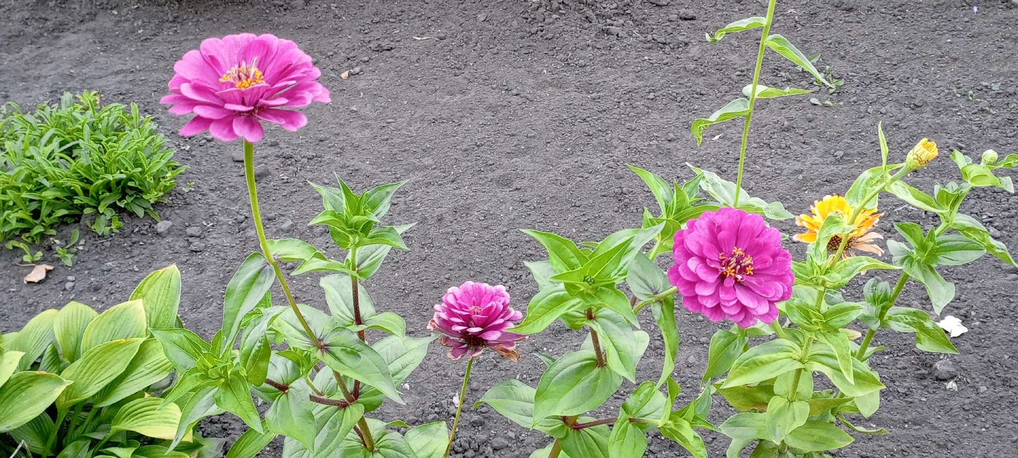 A photograph captures a close-up view of several blooming zinnias and surrounding foliage against a dark, loamy soil background. The flowers are predominantly shades of bright pink and yellow, with intricate petal structures and visible stamens. Lush green leaves and stems fill the foreground and midground, creating a vibrant contrast with the dark earth. A small cluster of shorter green plants is visible in the upper left quadrant. The lighting suggests an outdoor setting, possibly a garden. The location is identified as Kirsanov, Russia.