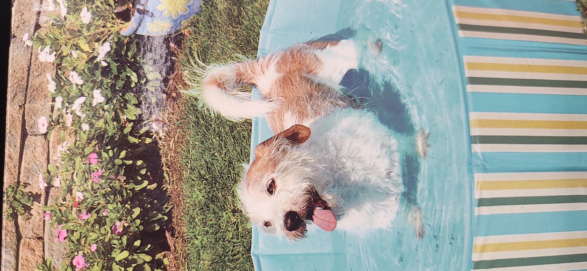 A scruffy, medium-sized dog with white and tan fur is standing in a shallow, blue inflatable pool filled with clear water. The dog is panting with its tongue hanging out and appears to be enjoying the water. The pool has a decorative exterior with vertical stripes of blue, white, yellow, and green. In the background, there is a stone wall, lush green grass, and a flower bed with pink and white flowers. The scene depicts an outdoor setting, possibly a backyard, with the dog cooling off on a warm day.