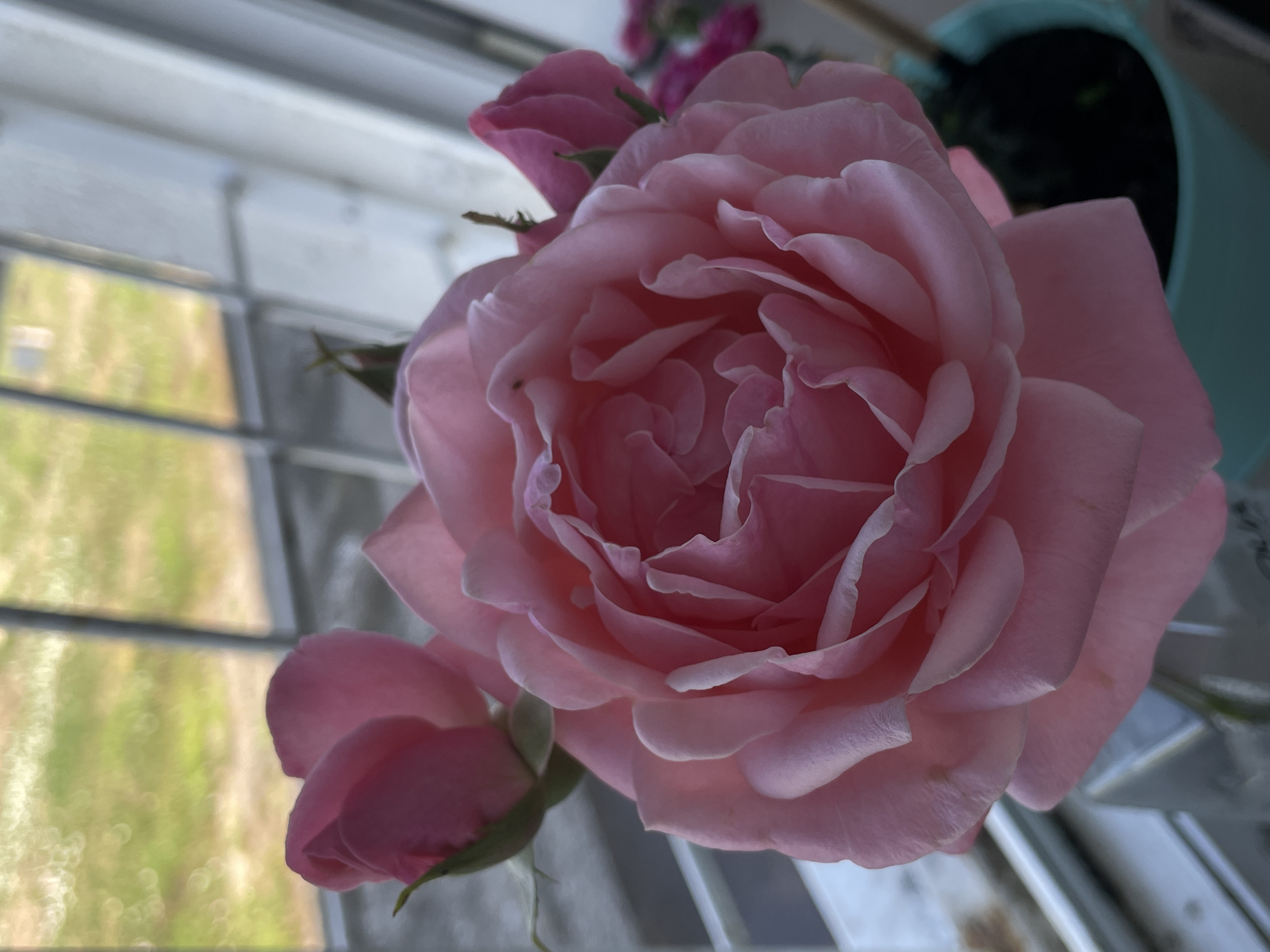 A close-up, eye-level shot features a large, light pink rose in full bloom as the primary subject. The rose is positioned slightly off-center to the right, its delicate petals unfurling in a complex, layered pattern. Two smaller rosebuds, one to the upper left and another to the upper right, also exhibit a similar light pink hue and are partially visible.
The background is softly blurred, suggesting an indoor setting near a window. Through the window, a green, grassy area is visible, with the suggestion of sunlight creating circular bokeh effects. A white, vertical window frame or shutter divides the background.
To the lower right, a portion of a teal-colored pot is visible, containing dark soil and hinting at other foliage. A faint, reflective surface, possibly a glass vase, is present in the lower left corner. The lighting appears natural and diffused, highlighting the soft texture and subtle variations in color of the rose petals.
The image does not depict any people, actions, or interactions. The overall scene is one of quiet floral beauty, set against a backdrop that suggests a natural environment viewed from indoors. The specific location in Timișoara, Romania cannot be determined from the visual information provided.