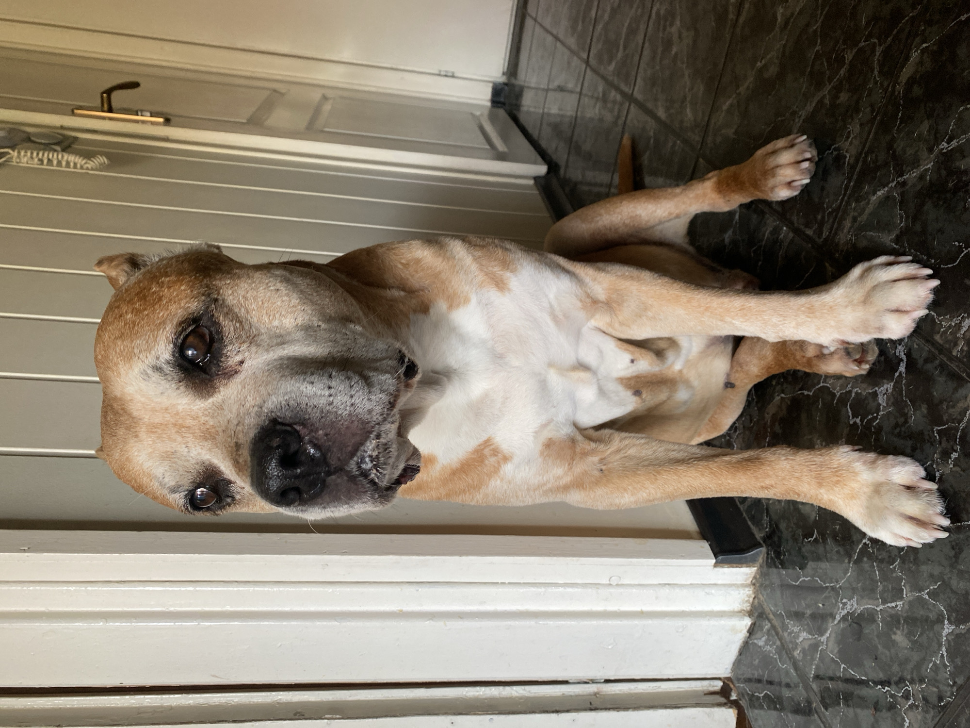 A tan and white dog is lying on a dark, marble-patterned floor. The dog is positioned near a white door with horizontal panels. The dog's head is close to the door, and its body extends diagonally across the frame. The dog's paws are visible on the right side of the image. The setting appears to be indoors. No information indicates the image was taken in Pleven, Bulgaria.