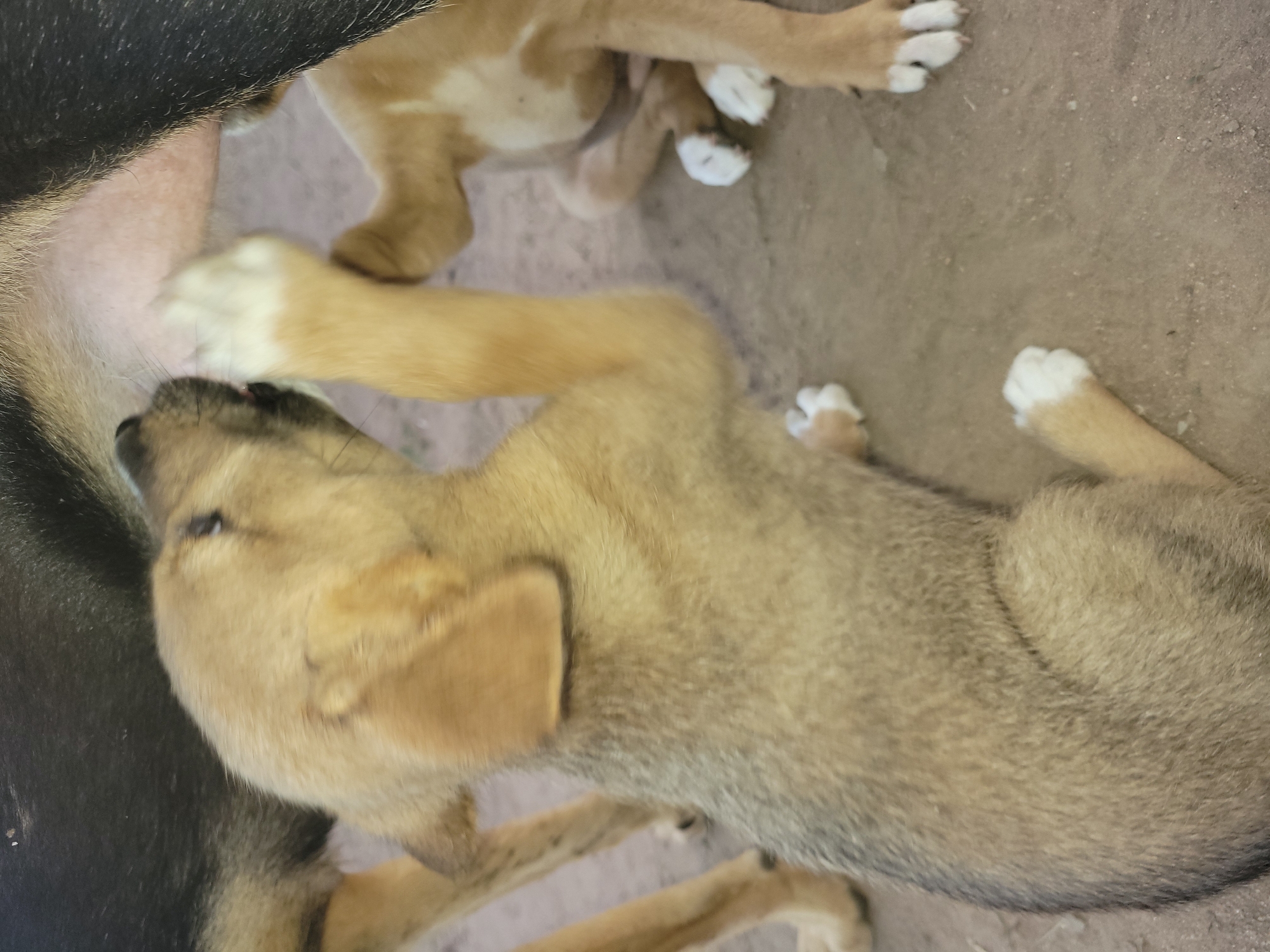 The image shows several puppies of a brown and tan coloration, one of which is nursing from a black-and-tan dog. The scene appears to be outdoors, set on a dirt ground. The location is Markurdi, Nigeria.