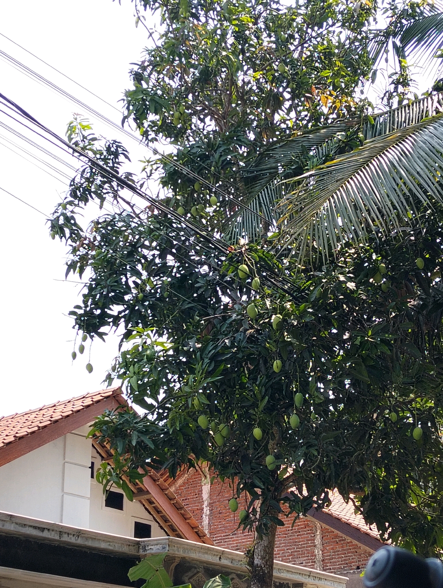 In Tipar, Indonesia, a mango tree laden with green fruit is the central focus of the image. The tree's branches are entangled with overhead electrical wires. To the left, the tiled roof and white facade of a building are visible. Behind the mango tree, a brick building is partially obscured by the foliage. The sky is a bright, overcast white.