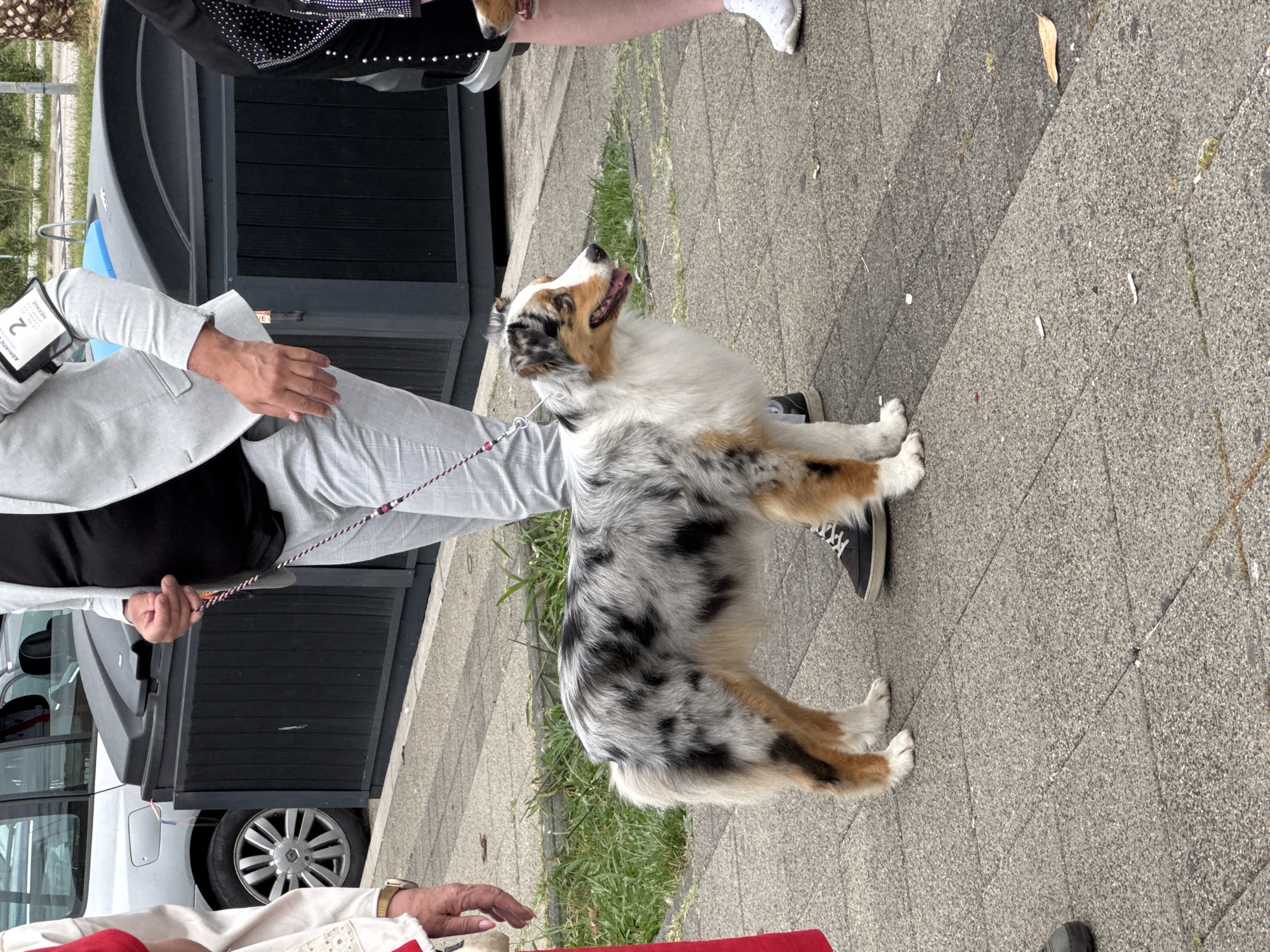 On a paved surface, presumably a sidewalk, an Australian Shepherd dog with a blue merle coat stands on a leash, held by a person wearing a grey suit jacket and light grey pants. The dog is looking upwards and to the left. Adjacent to the person is a dark vehicle with visible windows and a silver wheel rim. Another person is partially visible at the bottom of the image, wearing a light-colored top with red accents. The location is possibly in Bar, Montenegro, based on a tag visible on the individual in the grey suit. Green vegetation grows between the pavement stones.