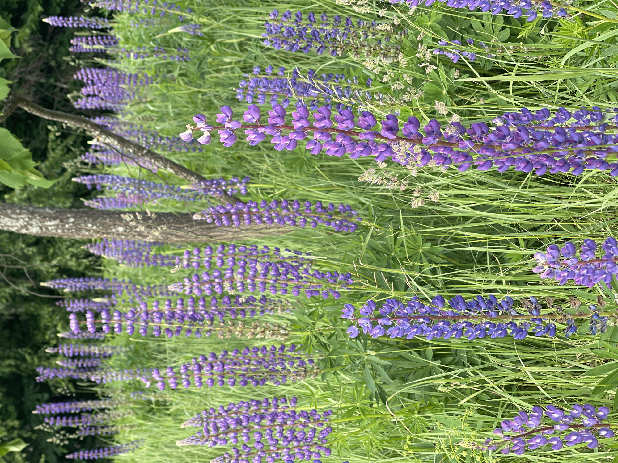 A field of blooming purple lupine flowers is visible with tall green grass surrounding them. A thin tree trunk is present in the middle of the frame, with leaves at the top. The background consists of dense green foliage. The lighting suggests it is daytime.